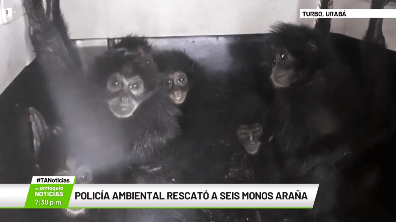 Policía ambiental rescató a seis monos araña
