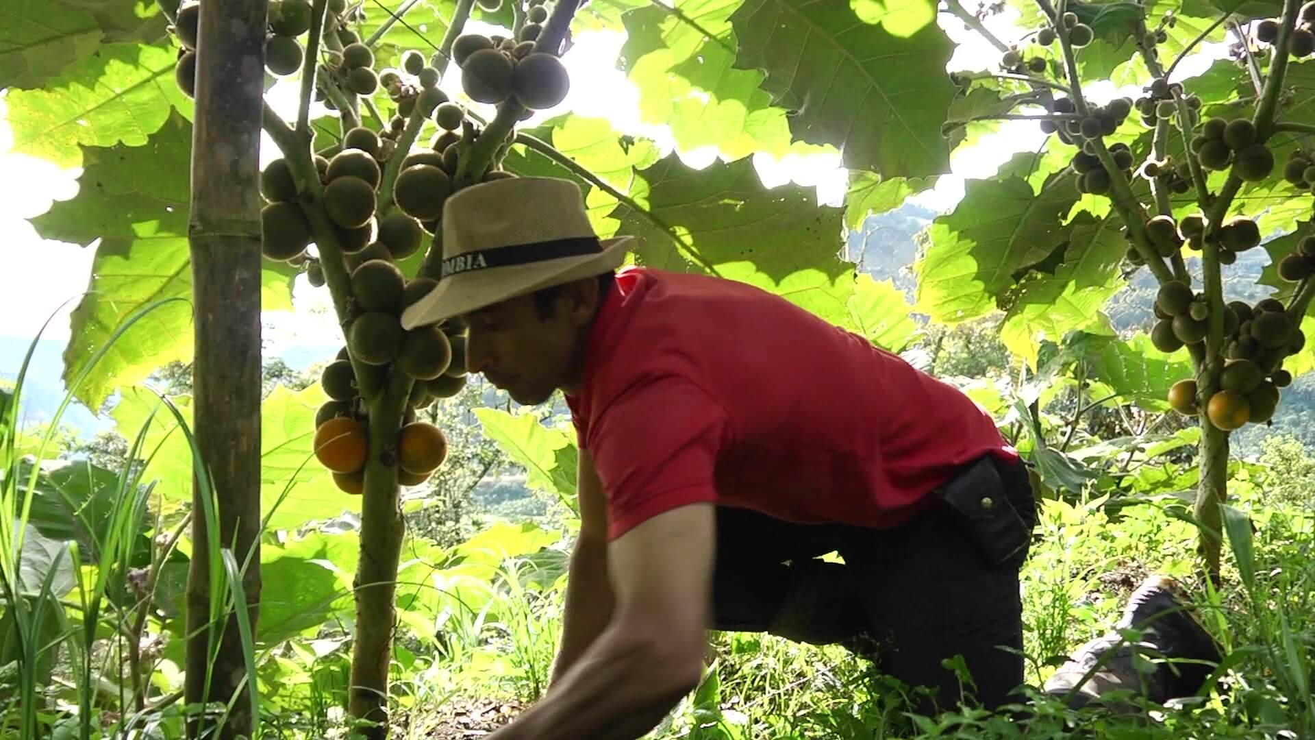 Antioquia le apuesta a una alimentación más sostenible