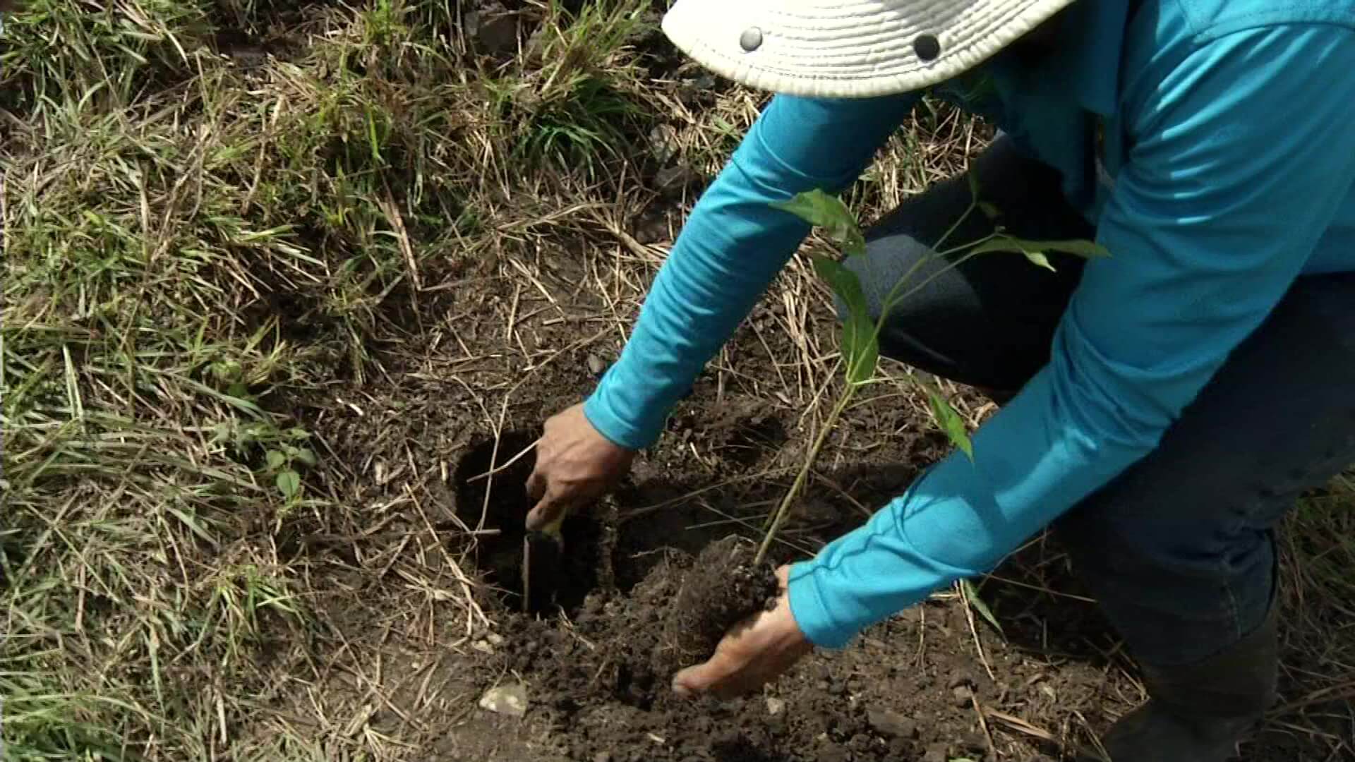 Antioquia ya ha sembrado más de 7 millones de árboles