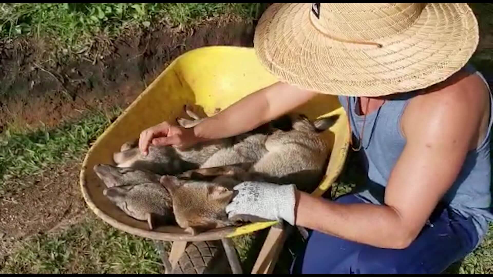 Cuatro zorros muertos por posible envenenamiento