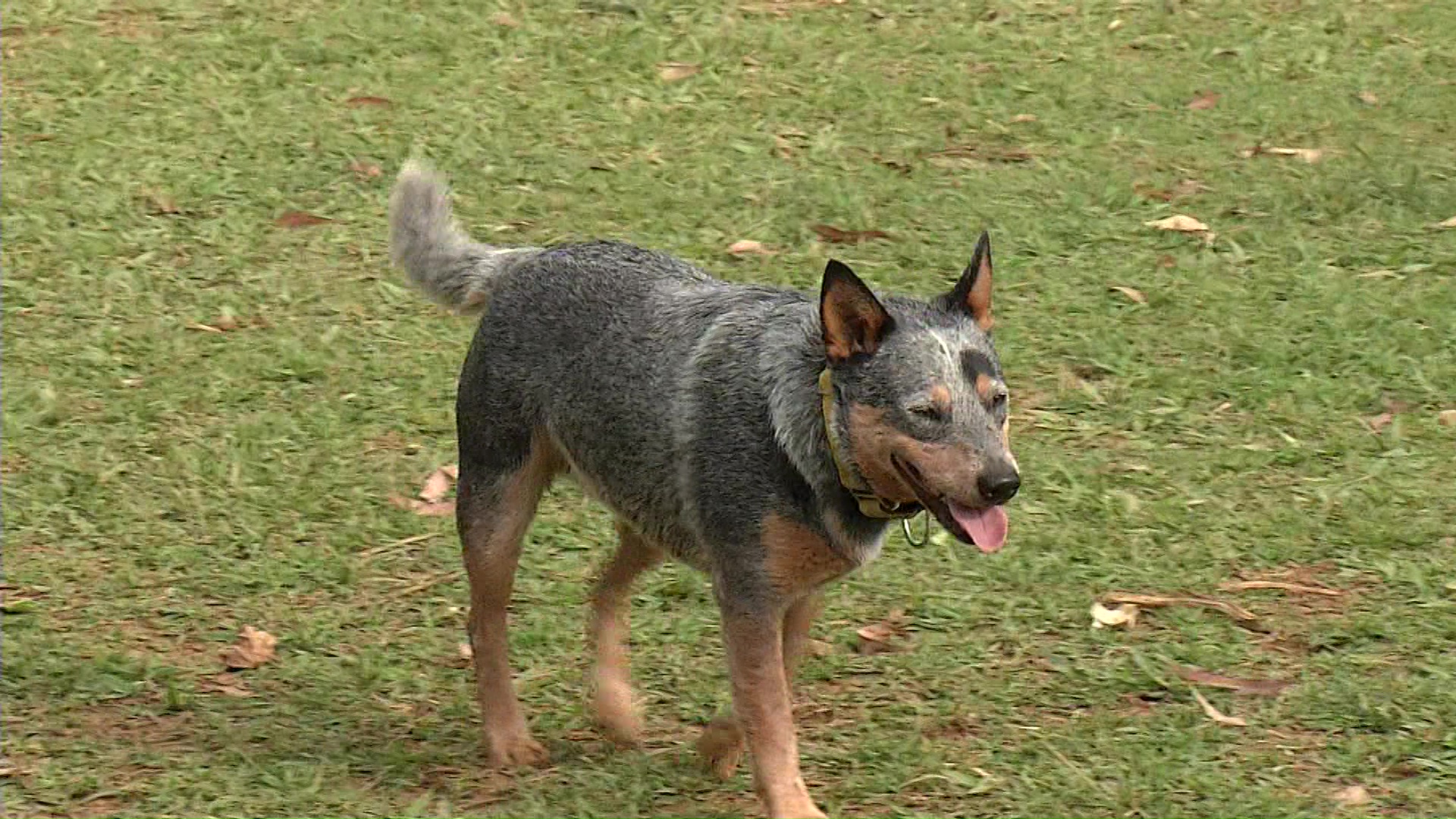 La conducta de los perros debe tratarse desde cachorros