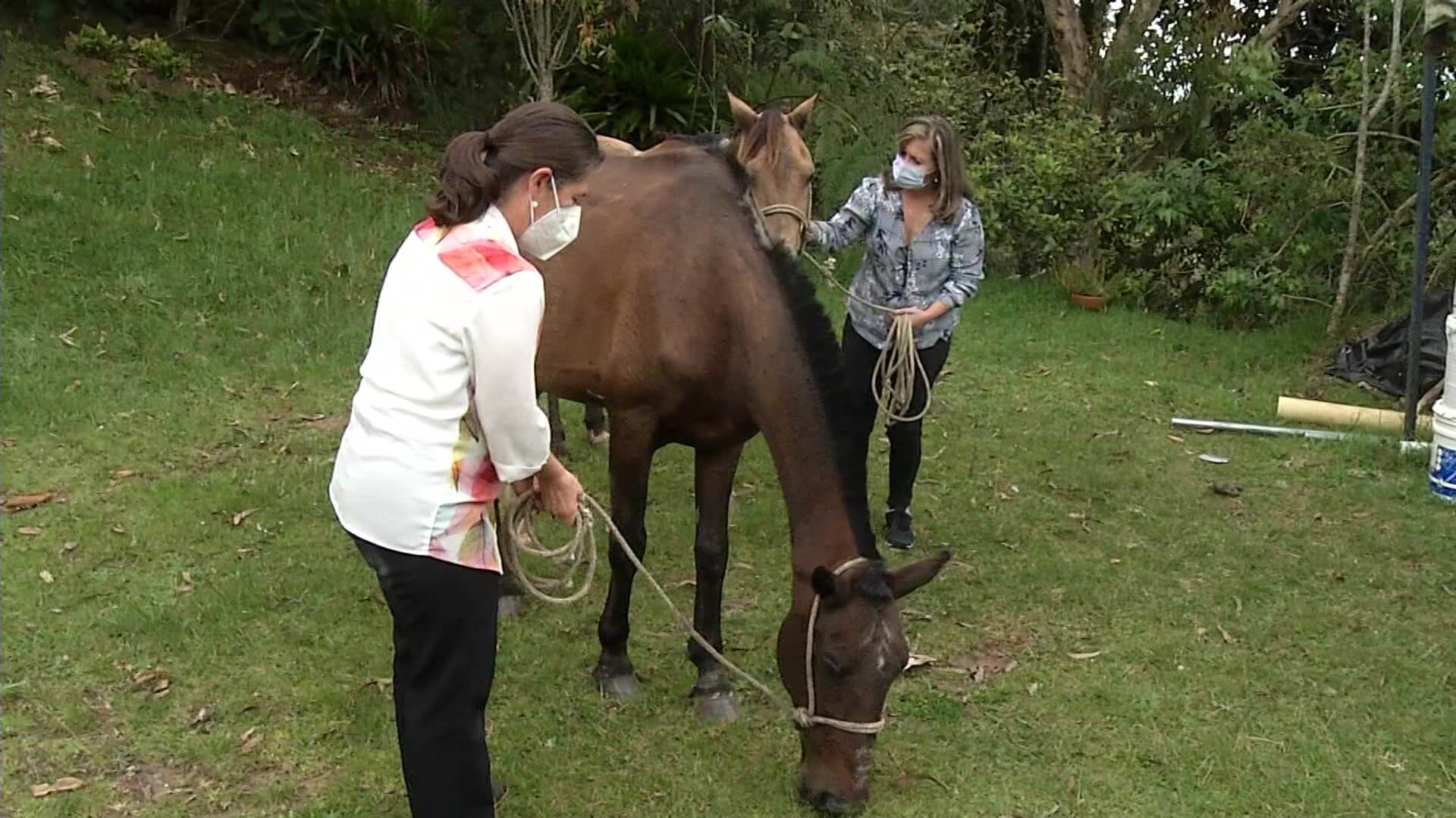 La historia de un caballo y su lazarillo equino