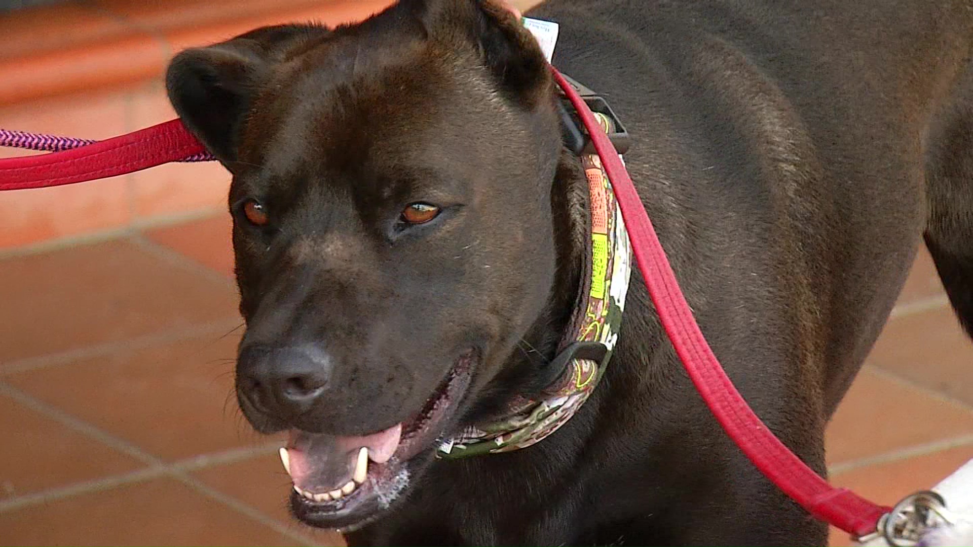 Psicología canina método para calmar la ansiedad