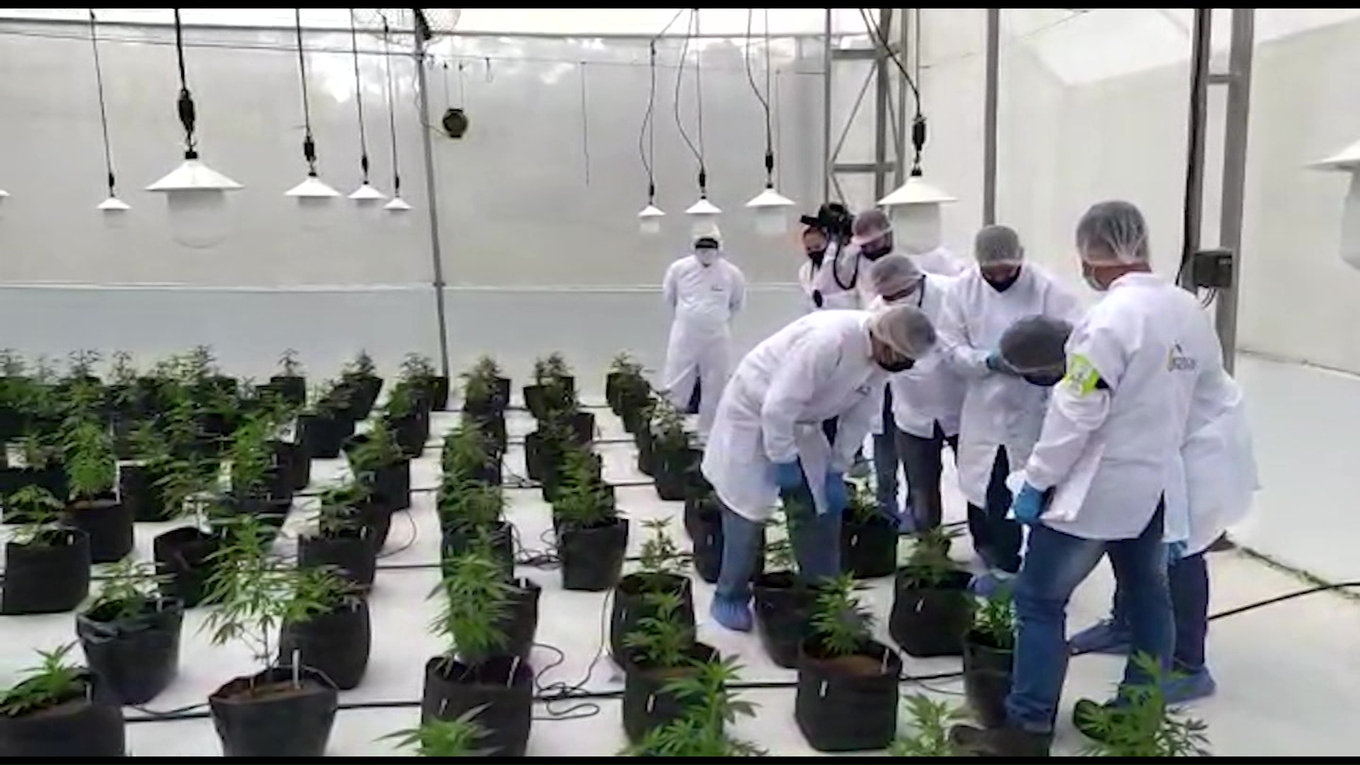 Sena inicia formación en manejo de cannabis medicinal