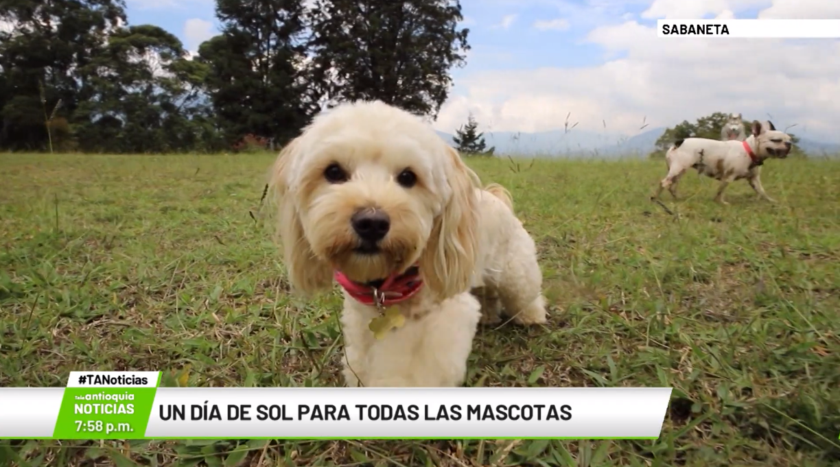 Un día de sol para todas las mascotas