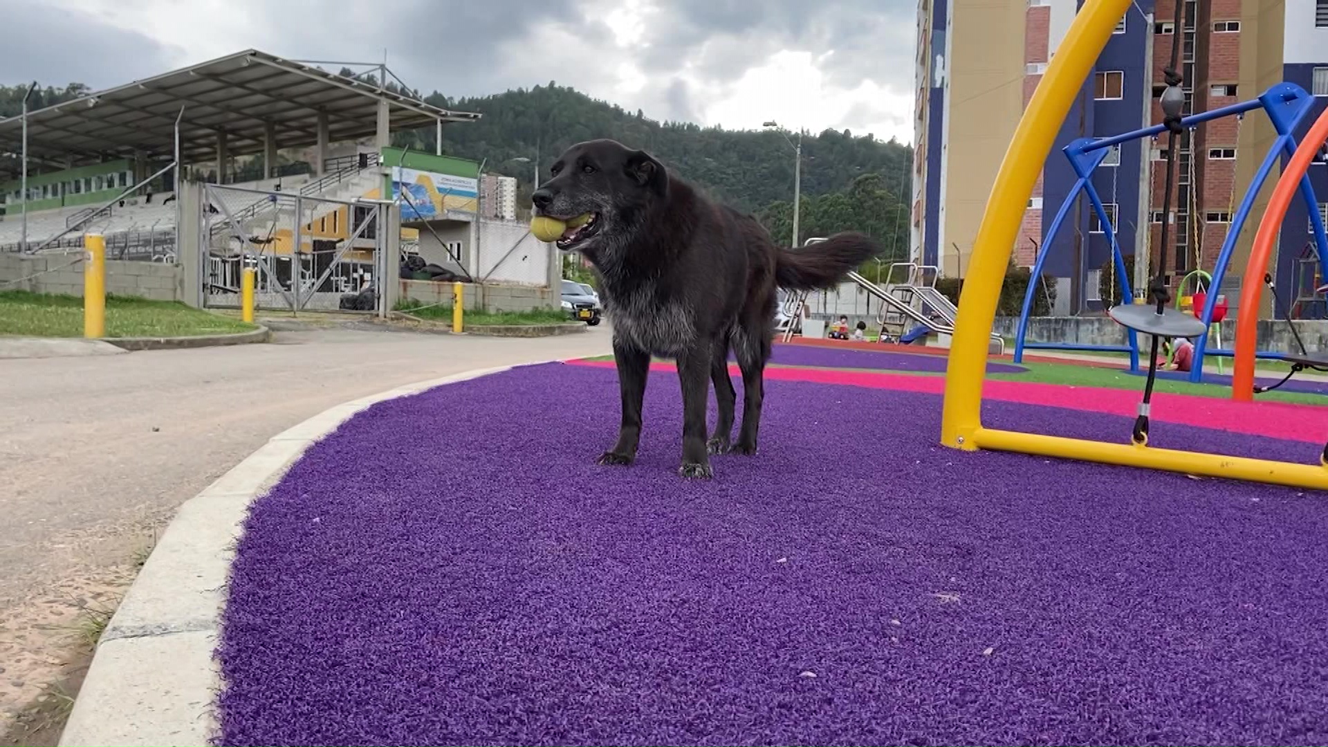 Un perro es recogebolas en las canchas de Guarne