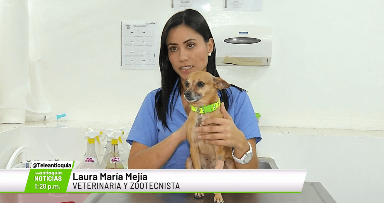 Salud dental para las mascotas