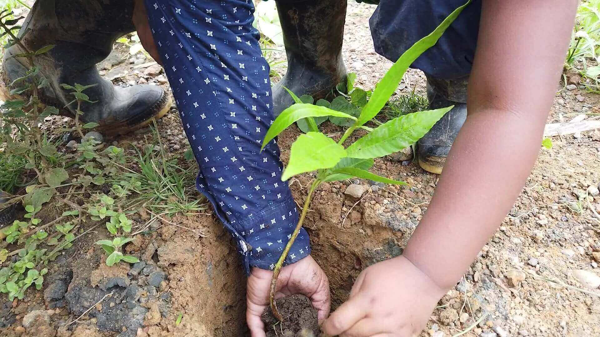 Inicia siembra de más 2.000 árboles en Mutatá