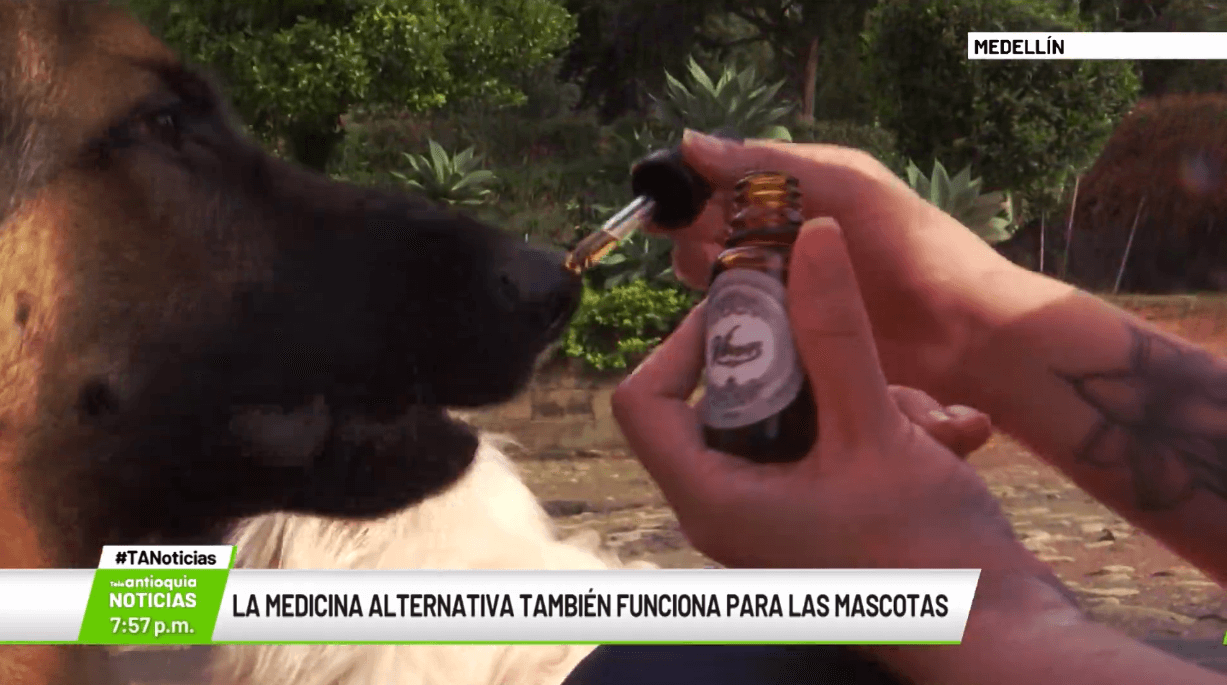 La medicina alternativa también funciona para las mascotas