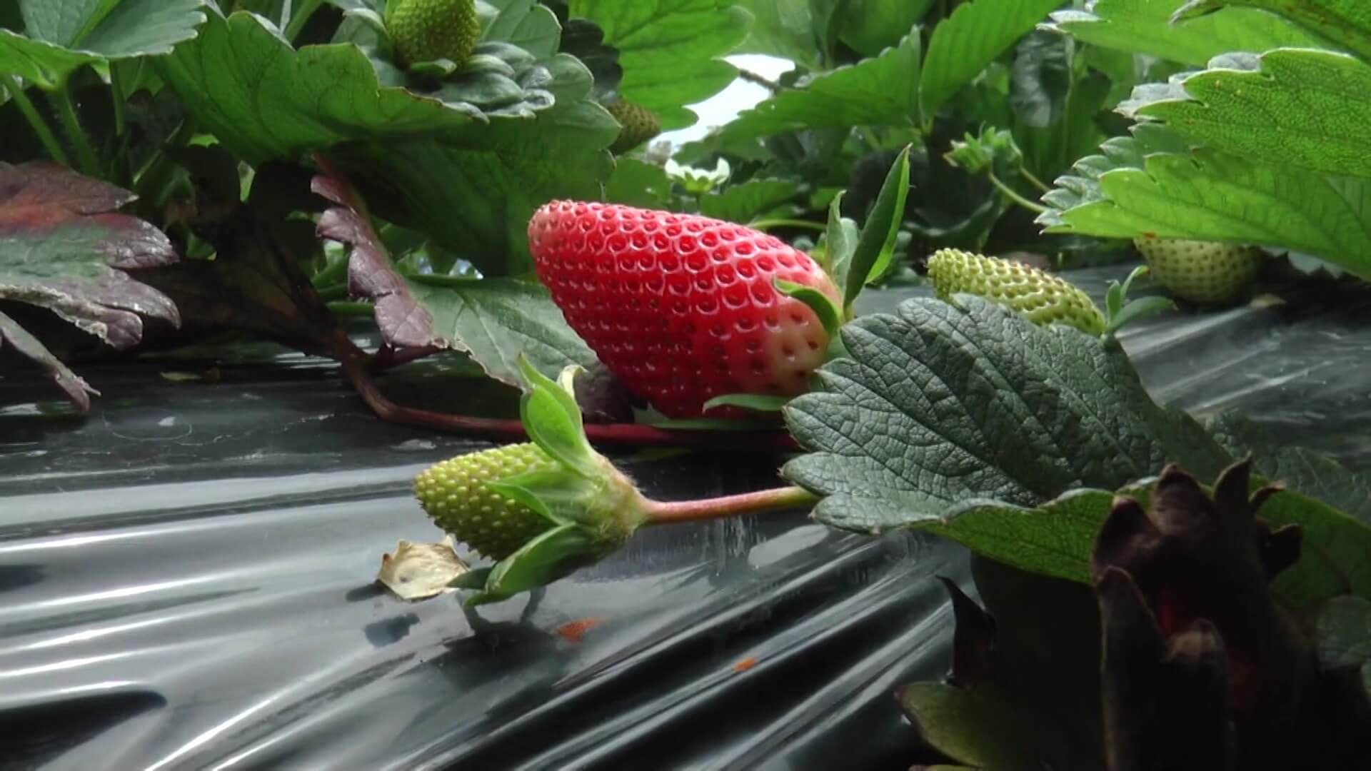 Productores de leche, fresa y papa afectados con cierre vial