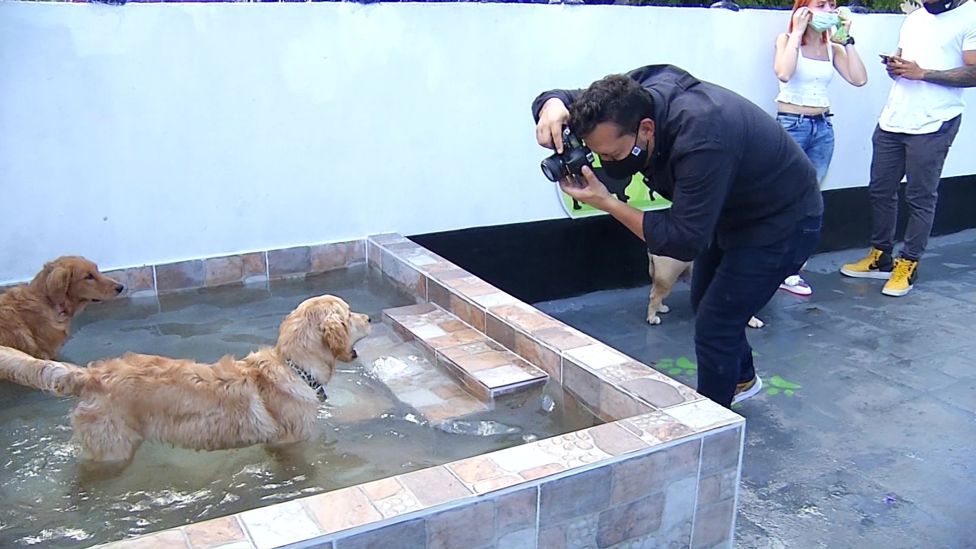 Recomendaciones para fotografiar a las mascotas