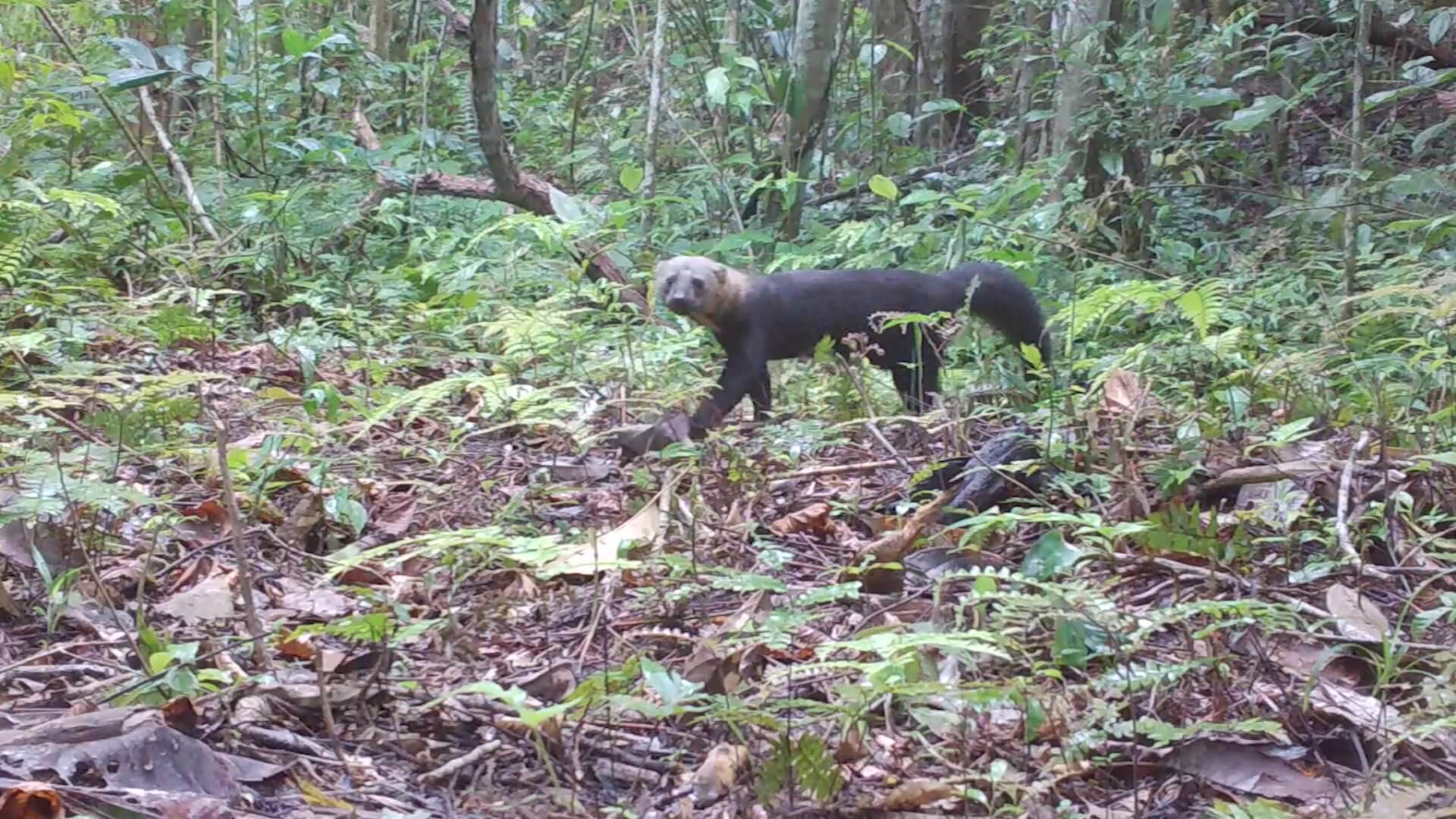 Se conmemora Día Internacional de la Biodiversidad