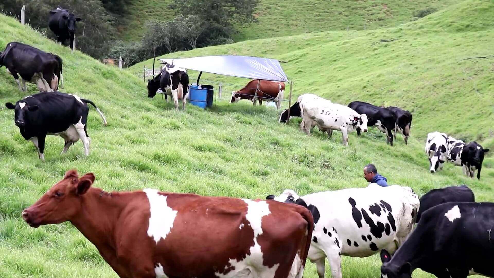 Campesinos celebran su día