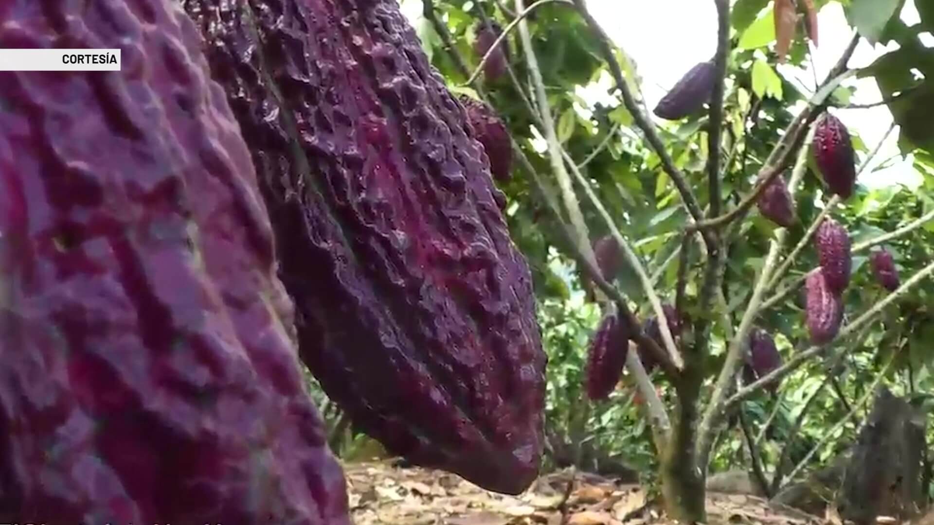 En Antioquia ya hay 6.800 familias viviendo del cacao