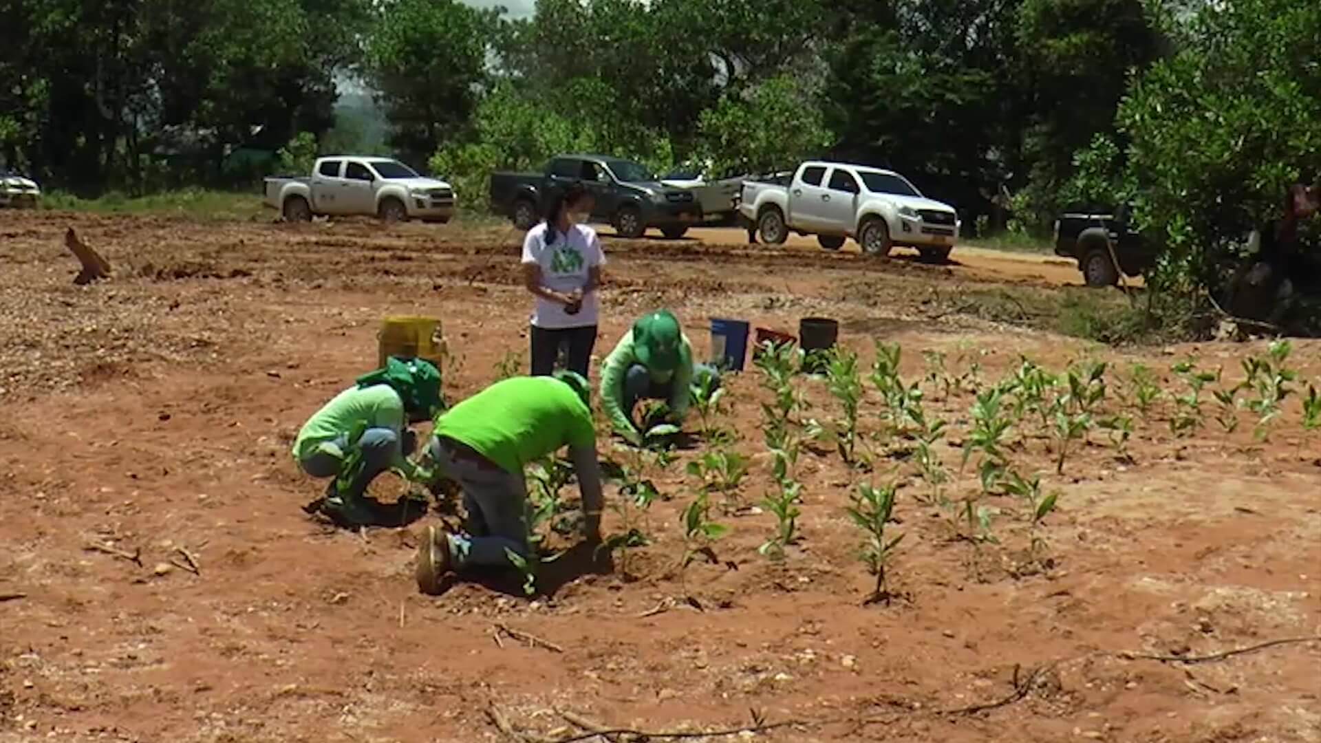 Comenzó reforestación de áreas con 40 millones de árboles