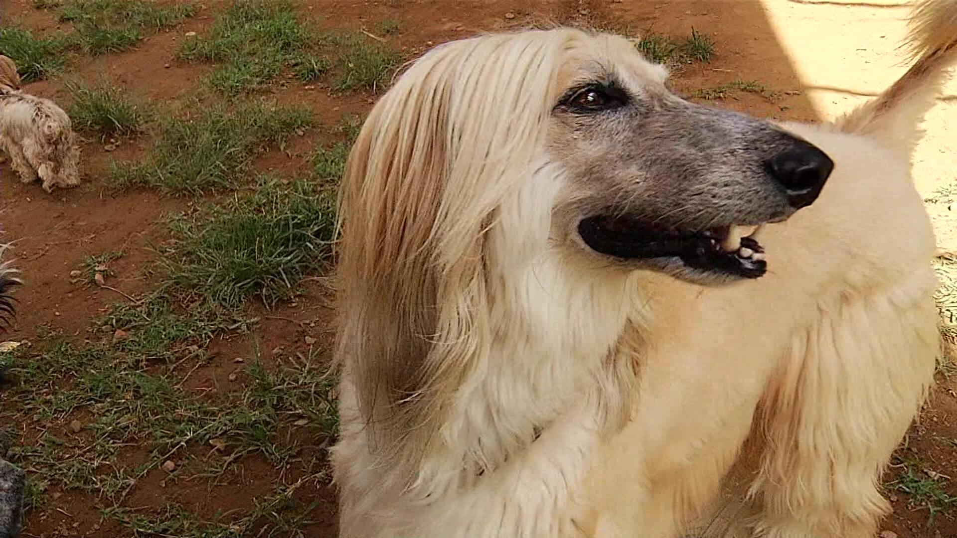 Cómo cuidar a sus mascotas adultas