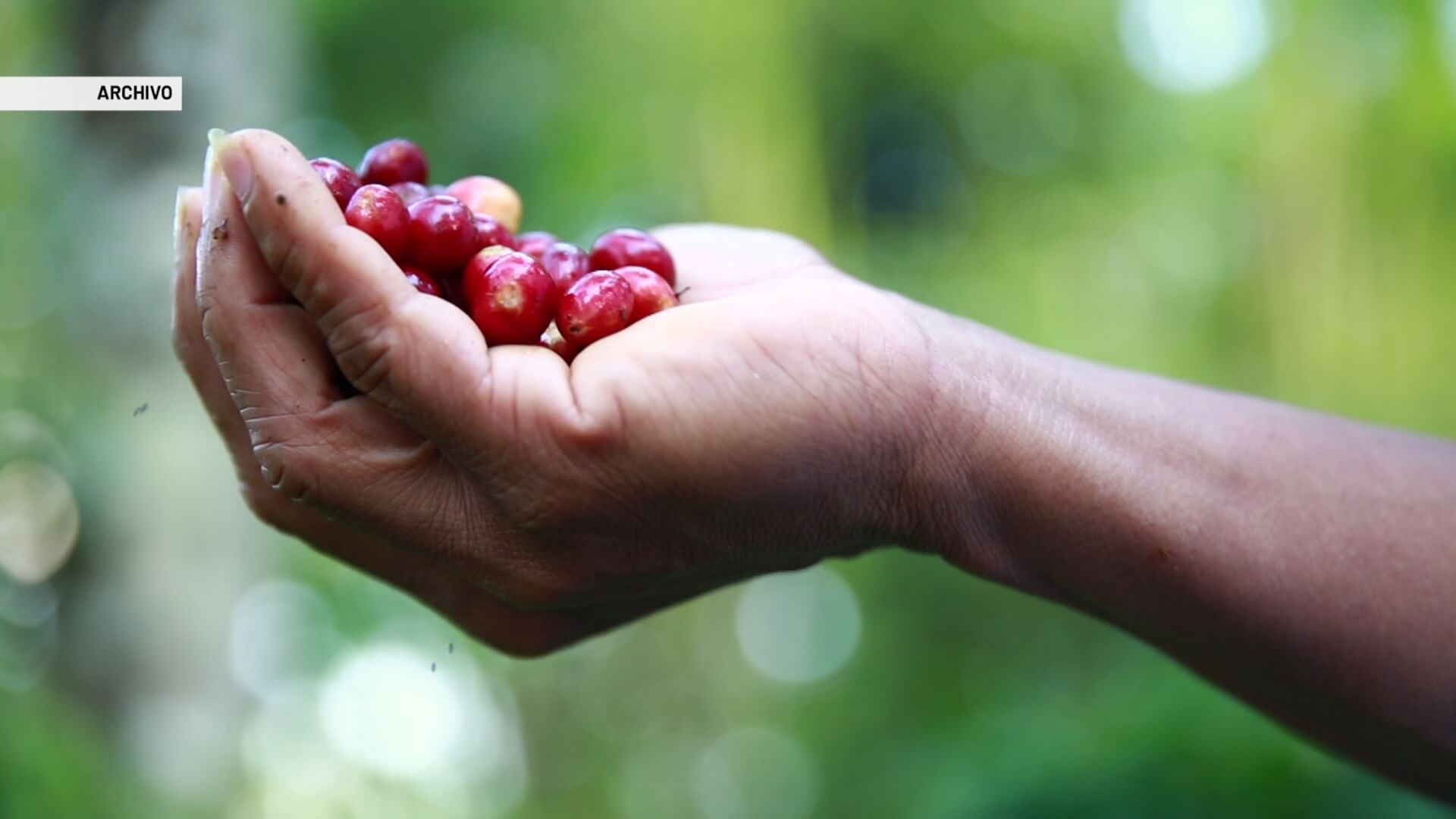 Cosecha cafetera alcanzaría $10 billones