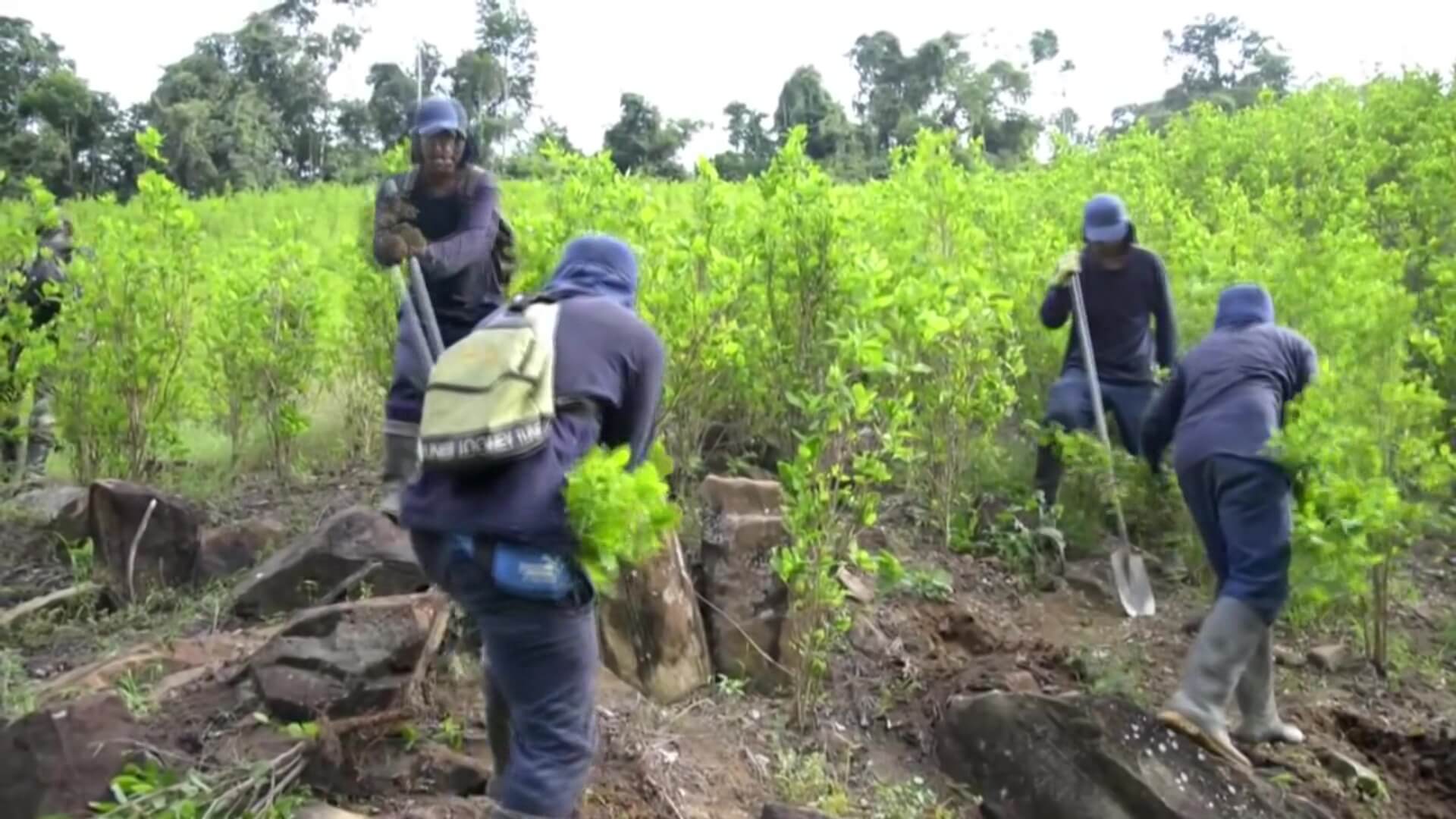 Cultivos de coca en Colombia bajaron 7 % en 2020: ONU