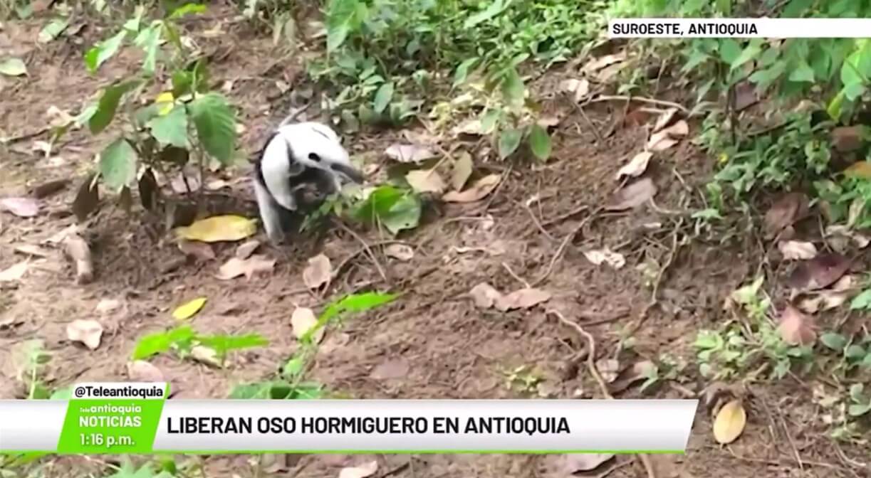 Liberan oso hormiguero en Antioquia