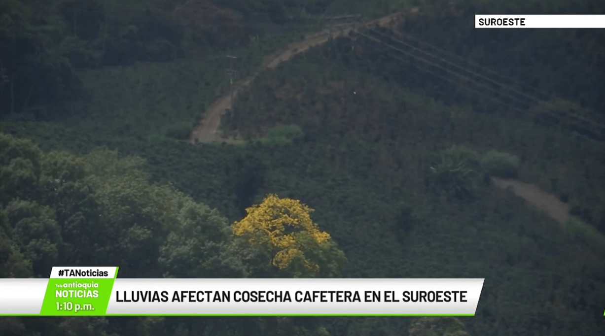 Lluvias afectan cosecha cafetera en el Suroeste