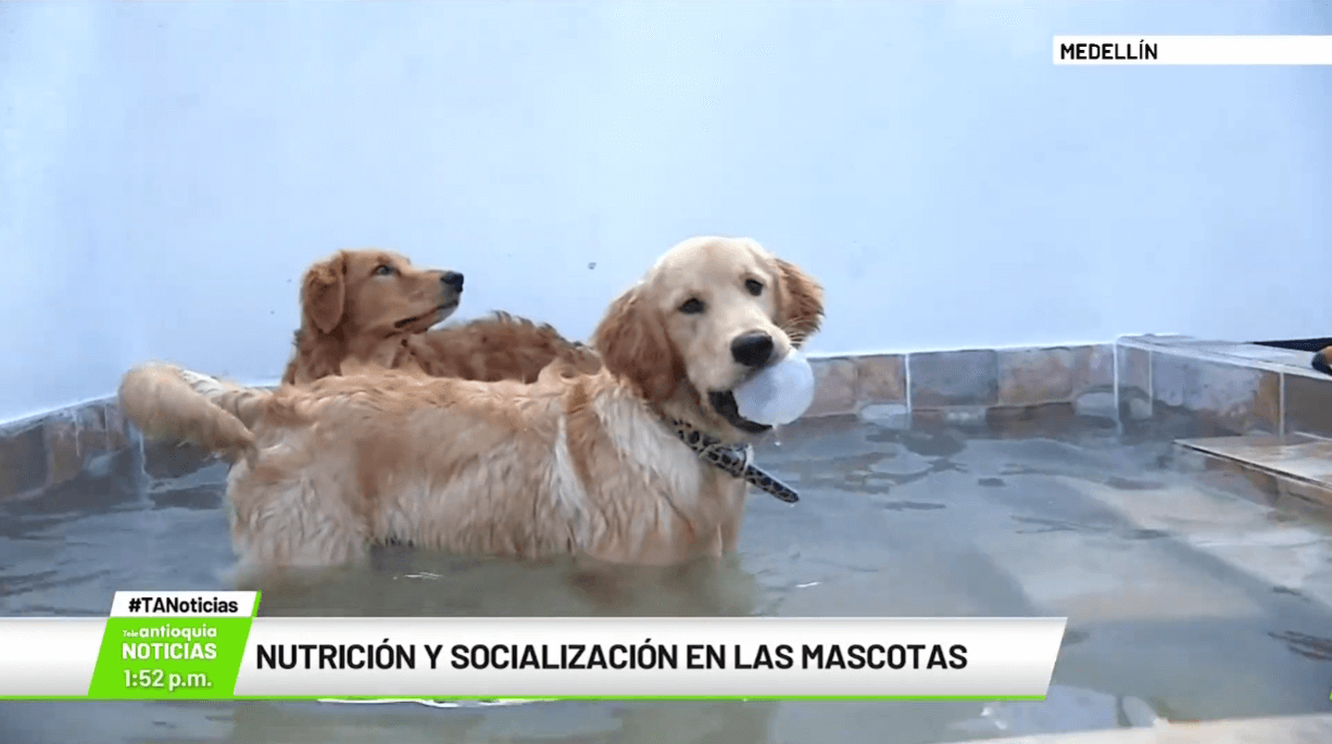 Nutrición y socialización en las mascotas