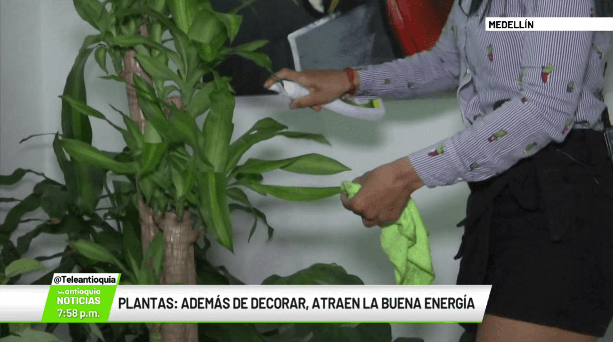 Plantas: además de decorar, atraen la buena energía