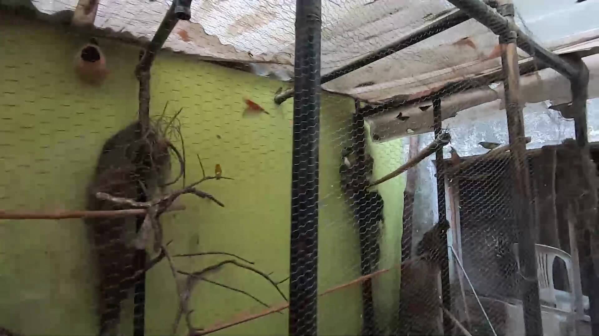 Rescatadas 46 aves víctimas del tráfico de fauna