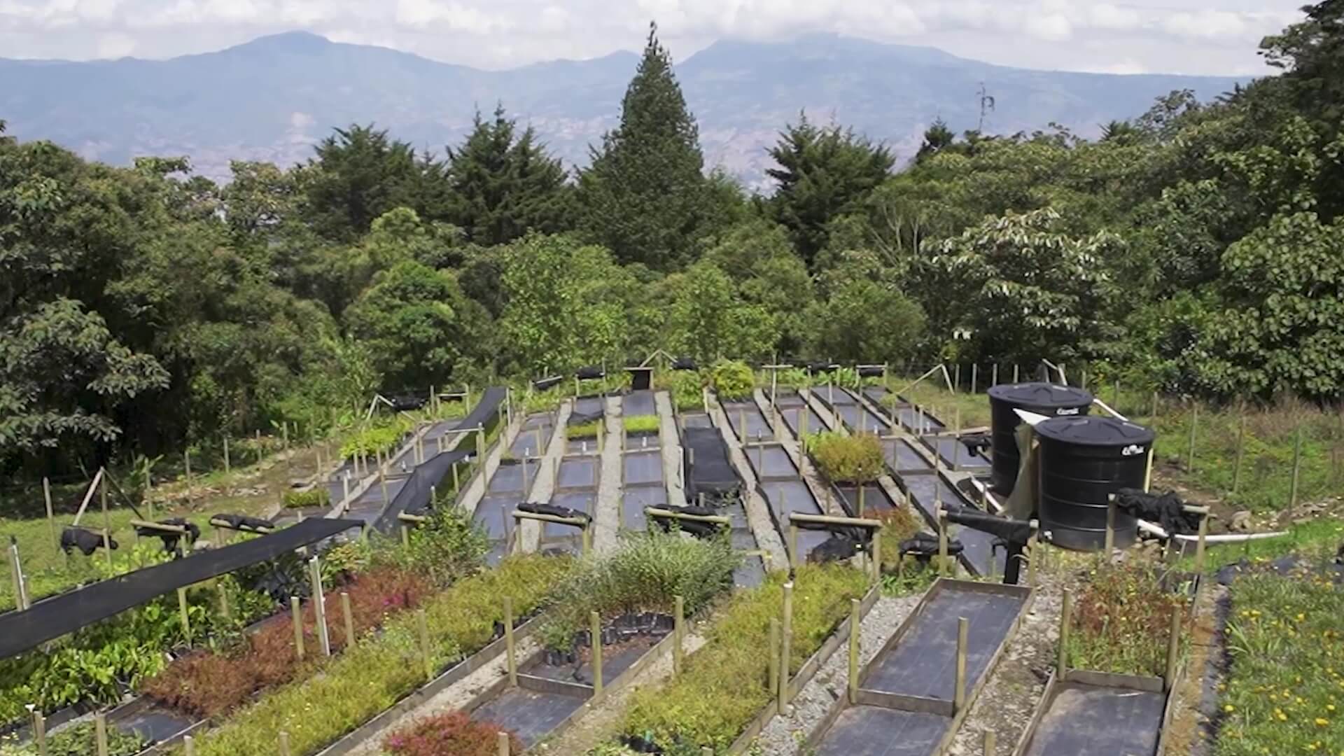 Viveros comunitarios para impulsar economía local