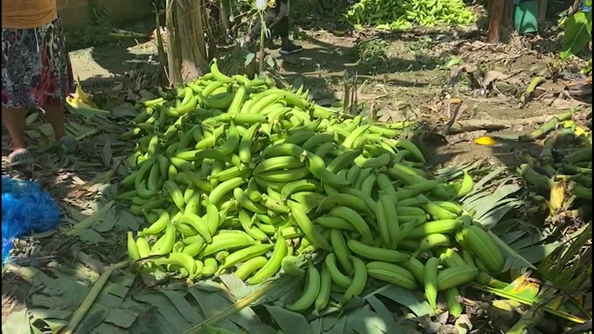 Tecnifican pequeña producción de plátano