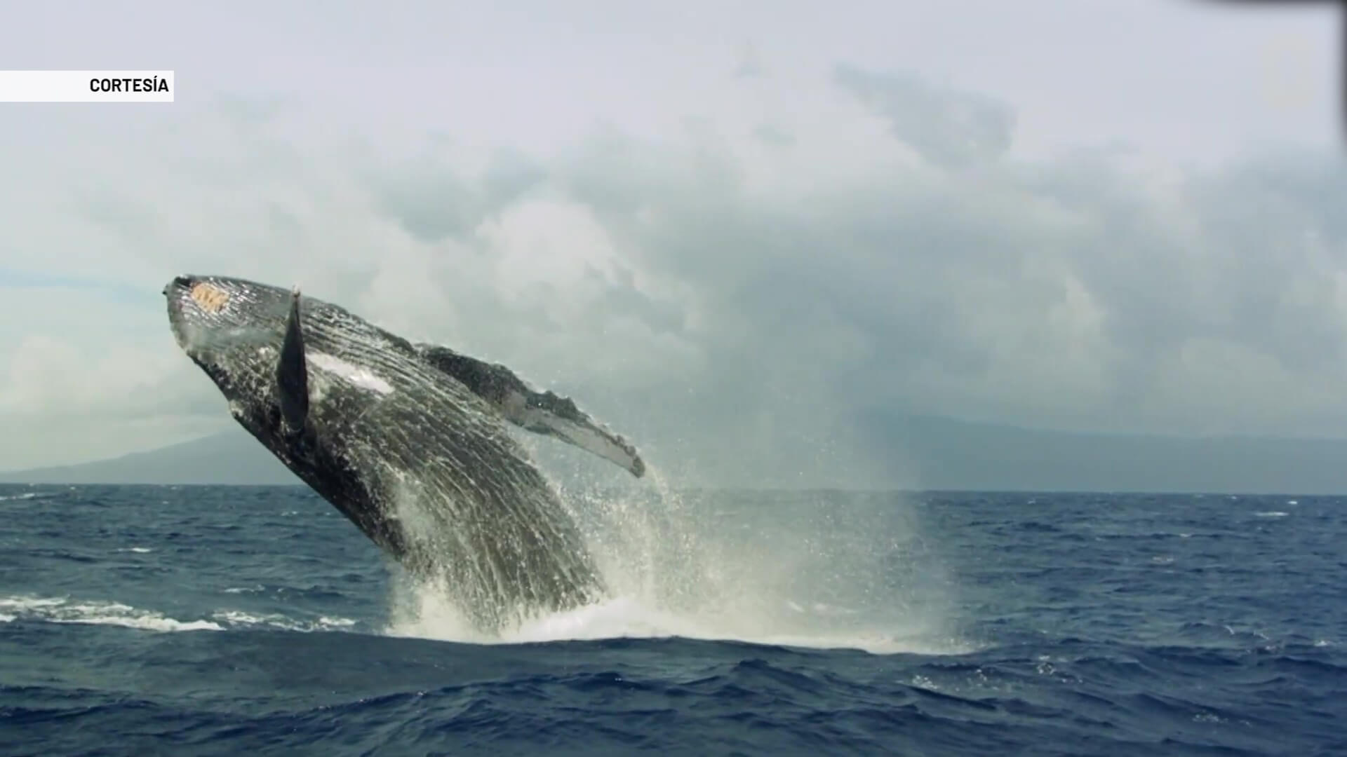 Muestra fotográfica de ballenas jorobadas