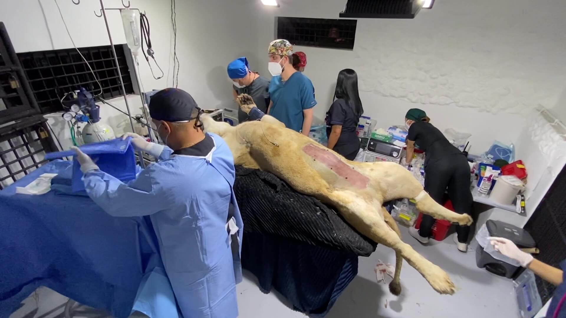 32 personas participaron en la cirugía de la leona