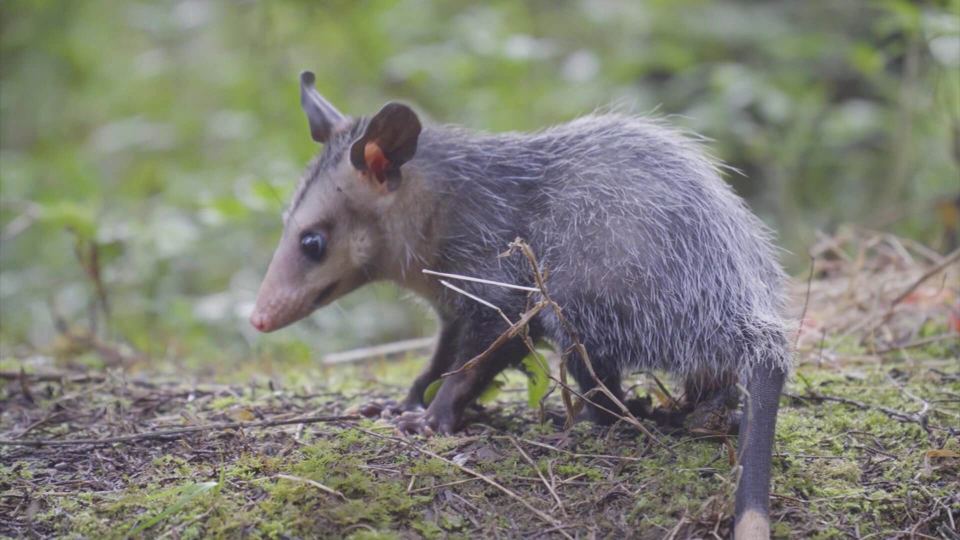 $3.500 para conservación de biodiversidad