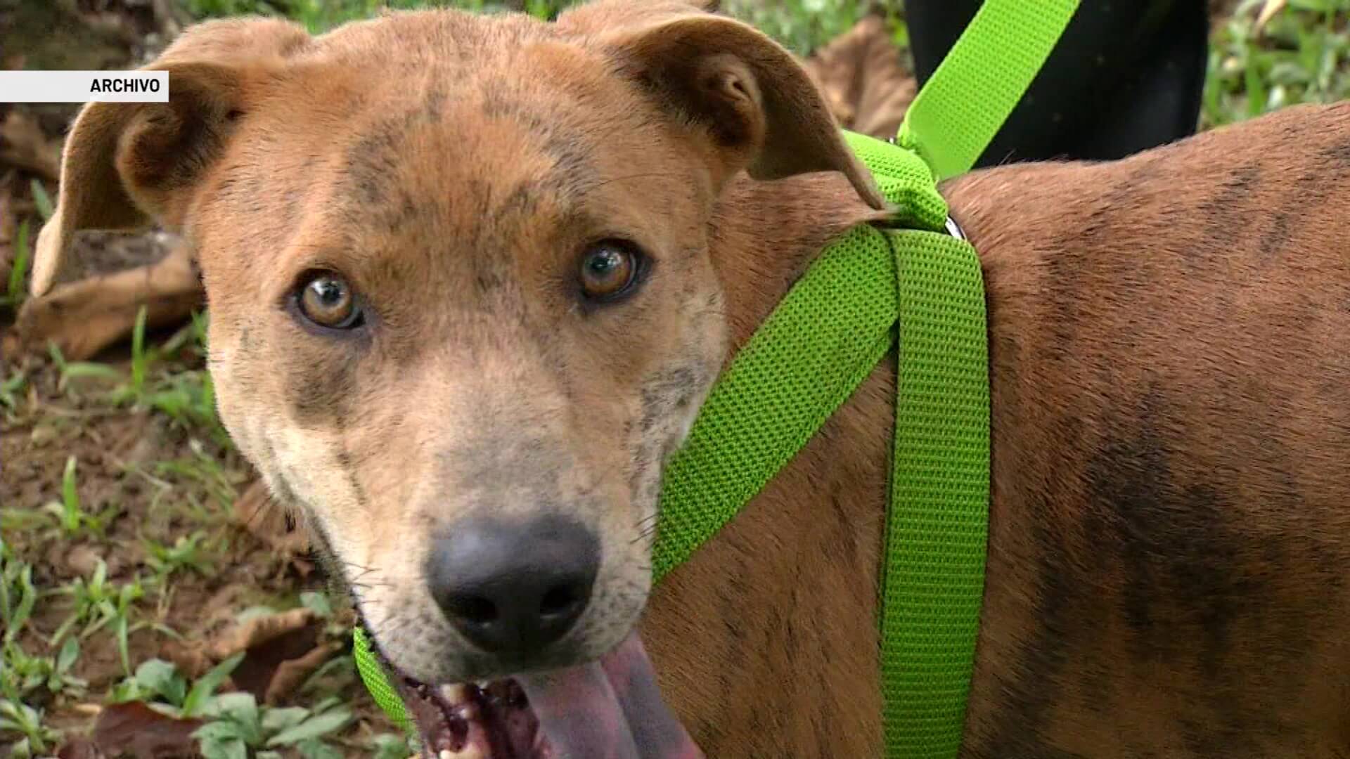 Aumenta el abandono de animales en el Área Metropolitana