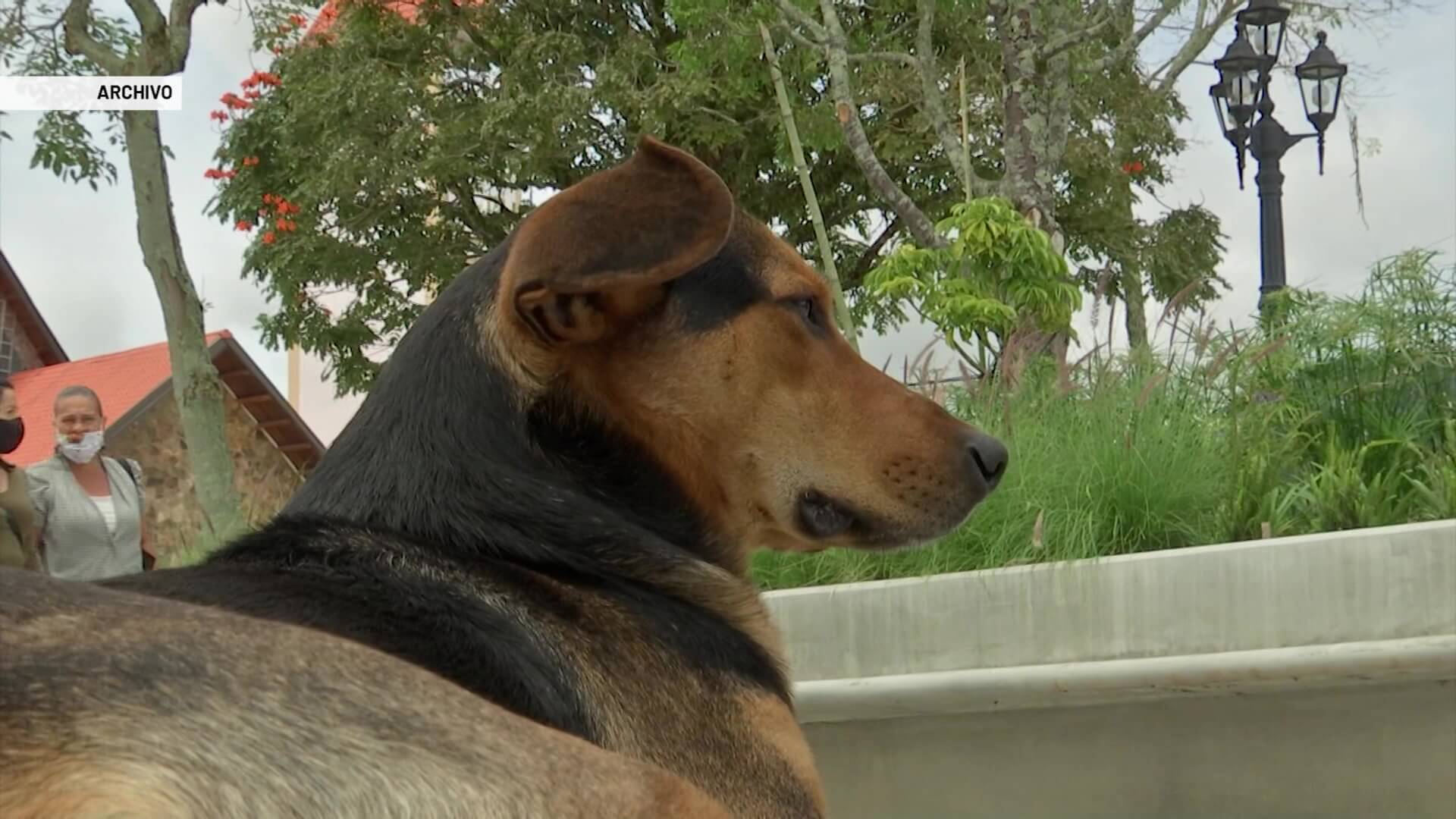 Avanza esterilización de perros y gatos. Meta: 22 mil