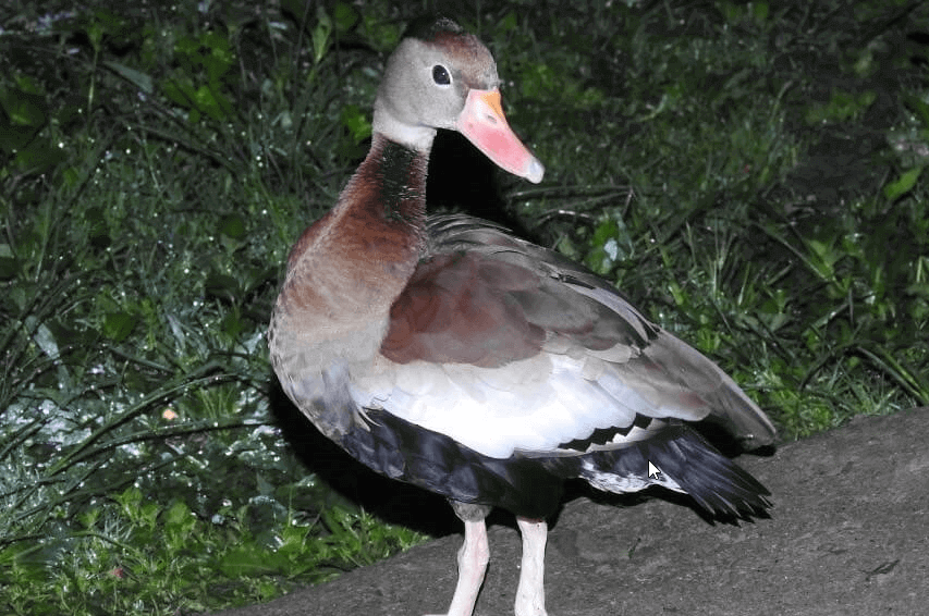 Avistadas ocho nuevas especies en el Alto de San Miguel