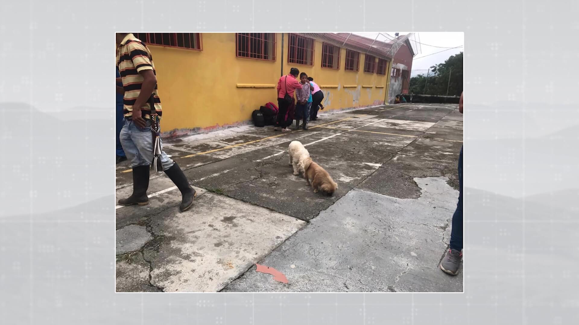 Campaña de la Gobernación en pro de los animales