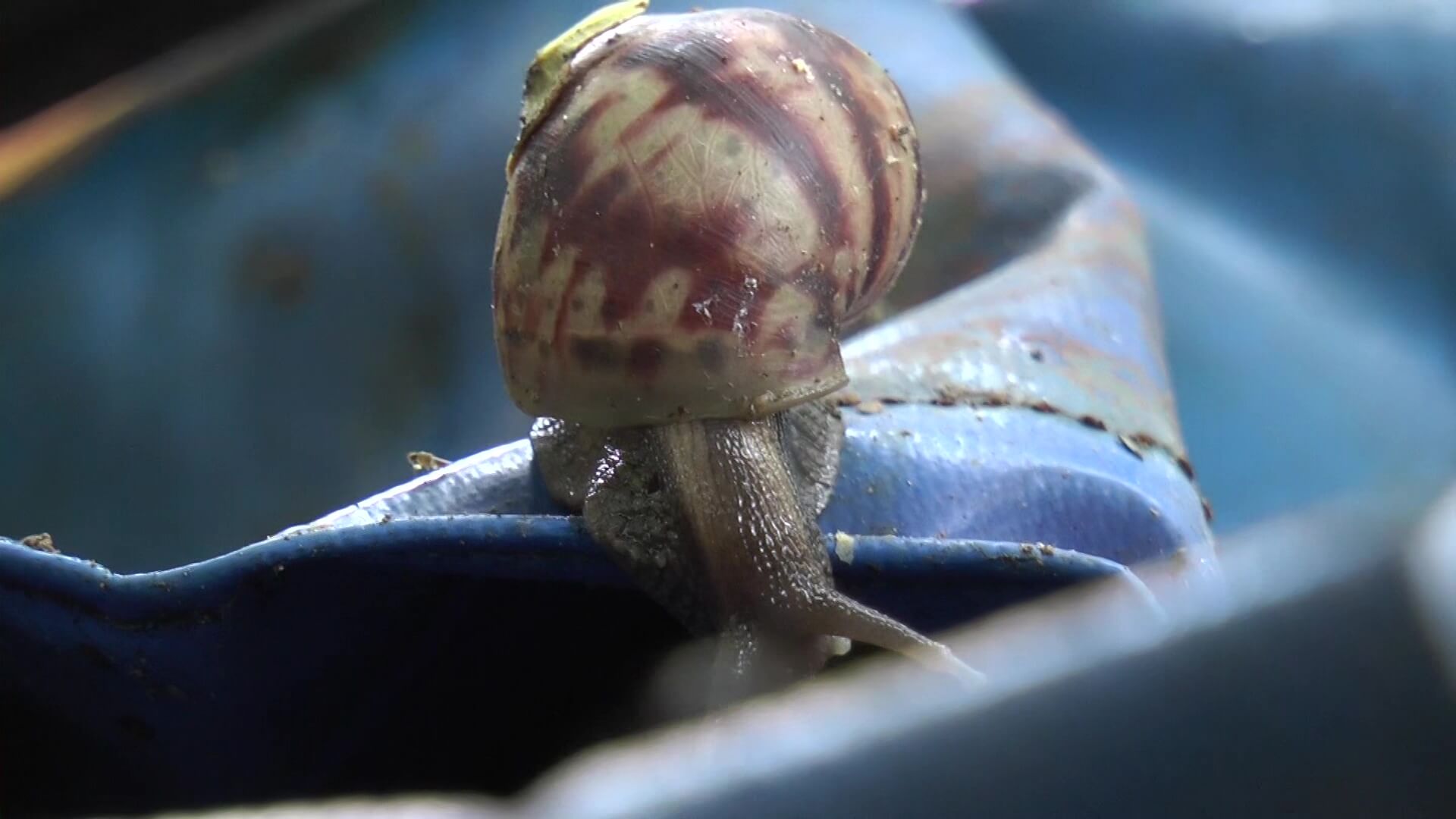 Caracol africano invade la región