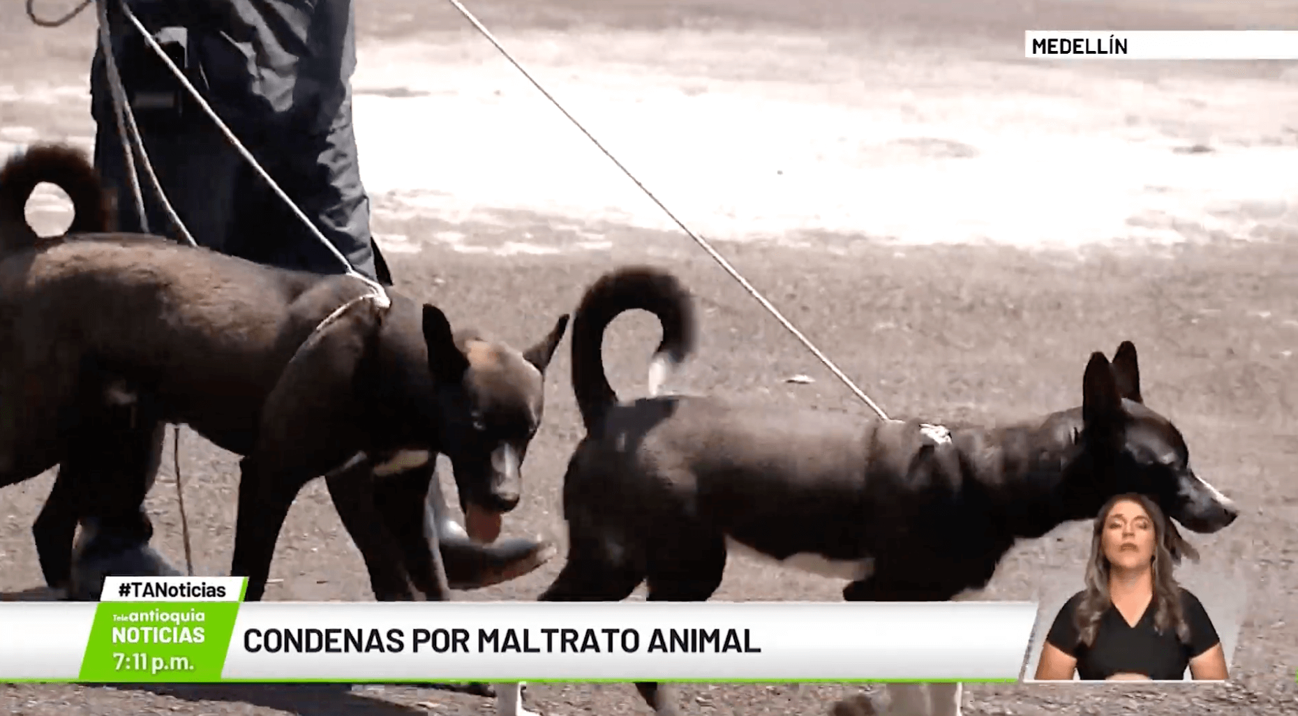 Condenas por maltrato animal