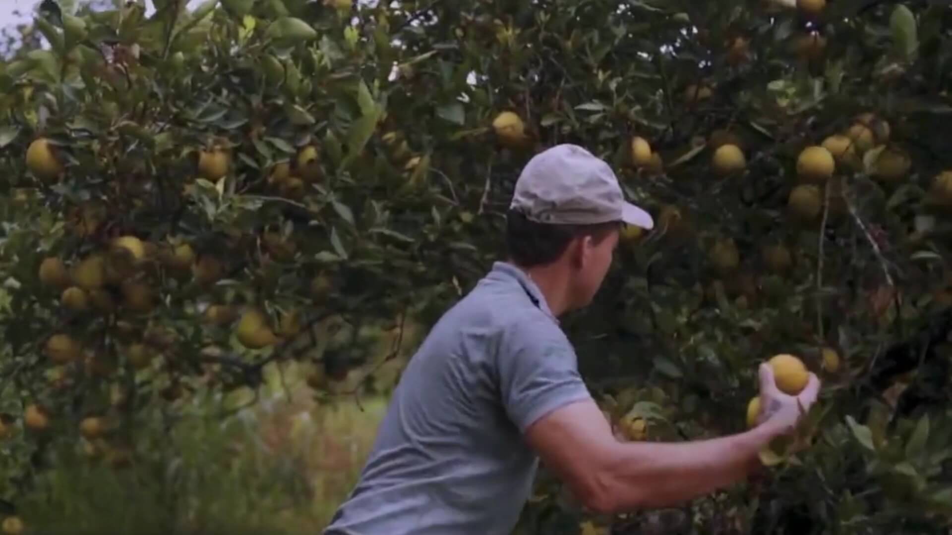 Costo de insumos inquieta a productores de café y cítricos