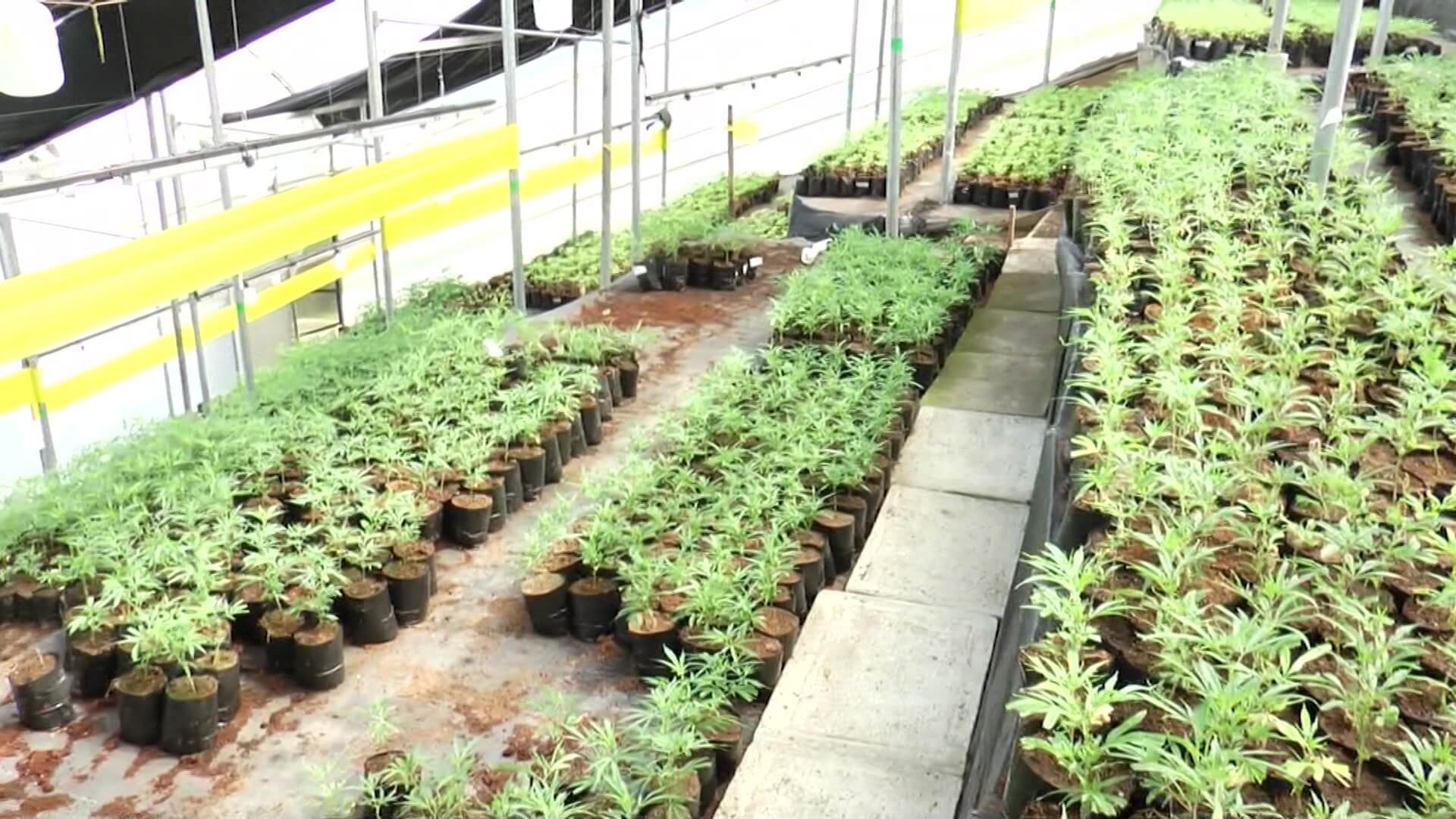Crecen ventas externas de cannabis