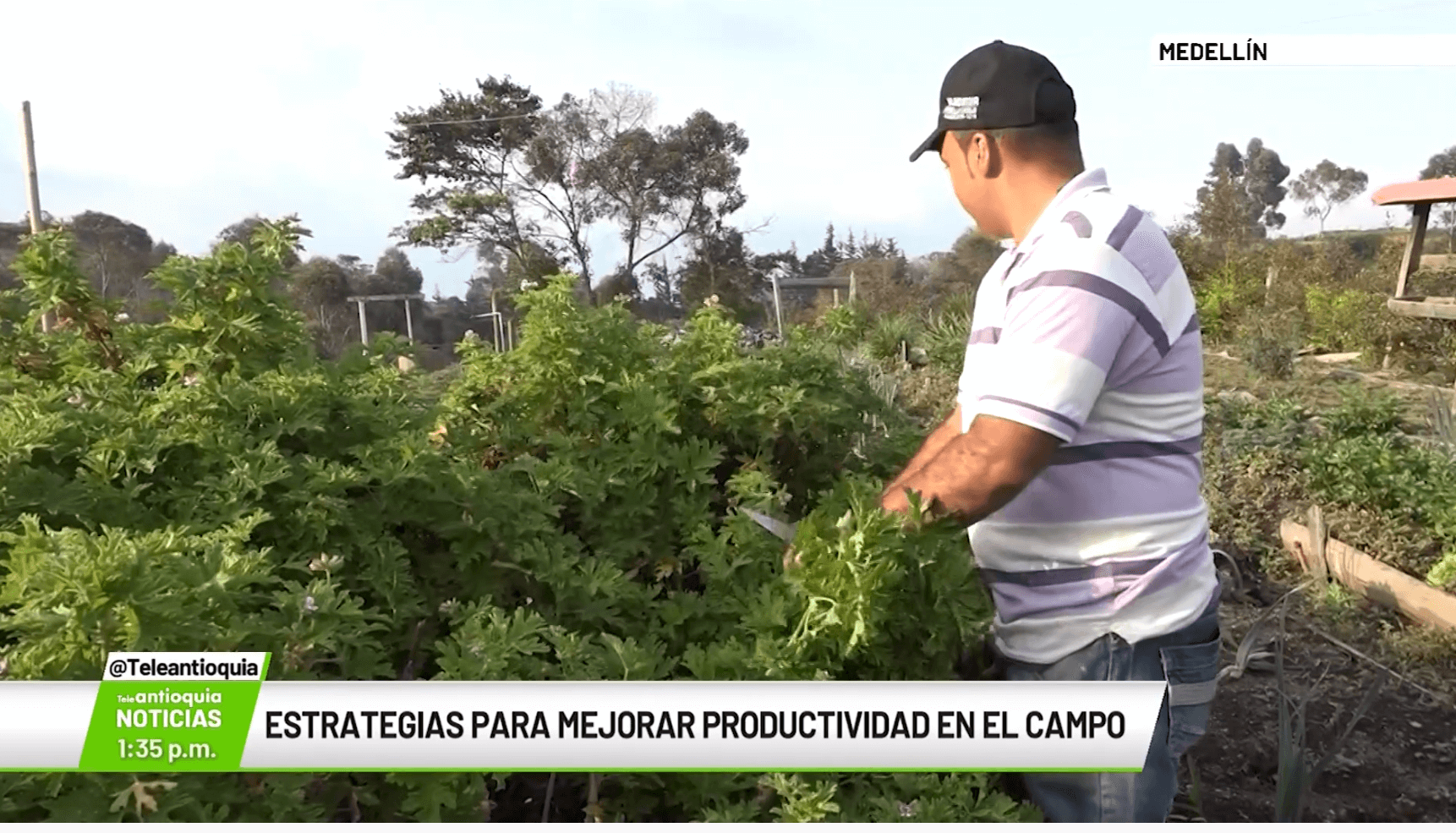 Estrategias para mejorar productividad en el campo