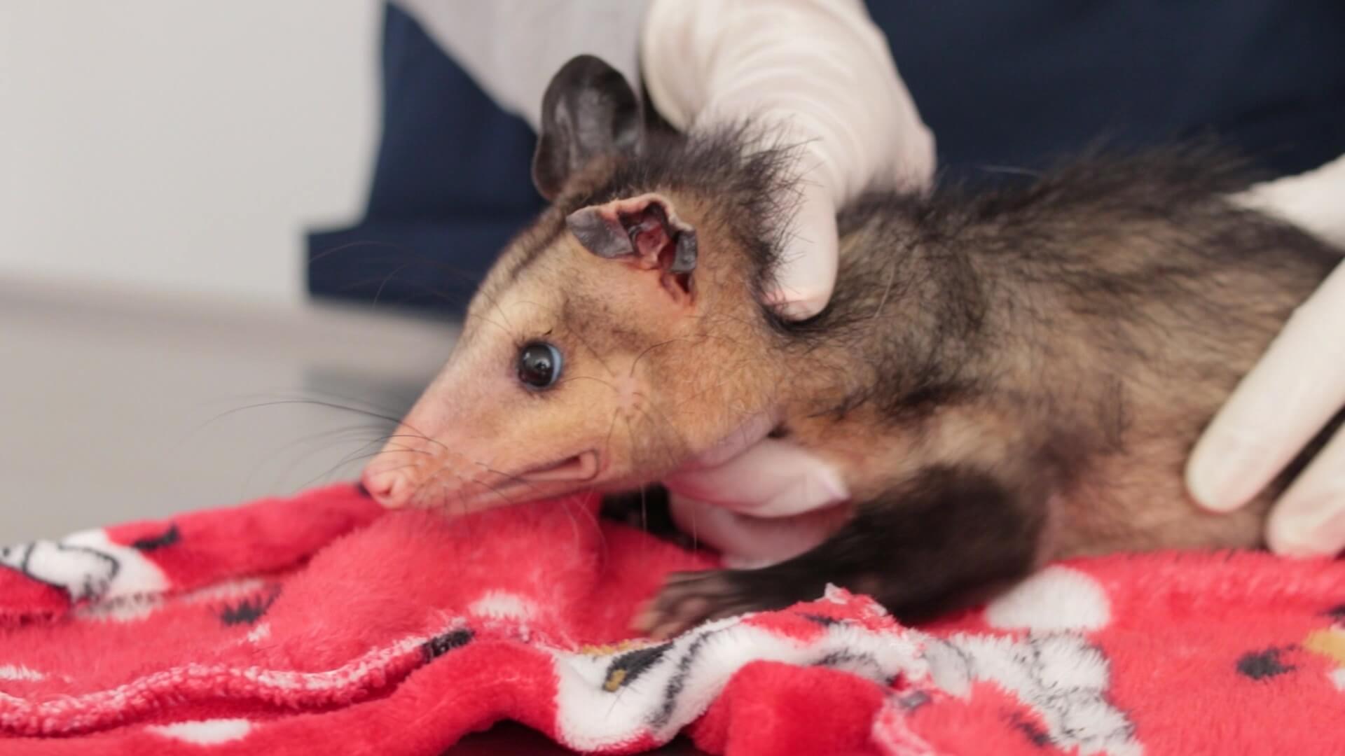 La zarigüeya, el animal más maltratado del Valle de Aburrá