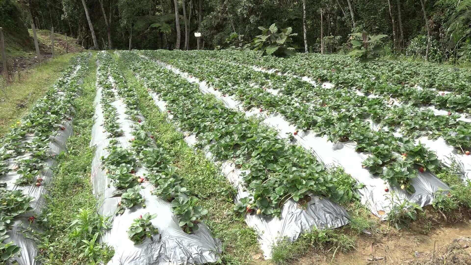 Más recursos para financiar proyectos productivos rurales