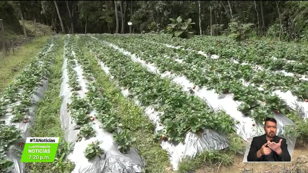 Mayor control a los insumos agrícolas en el país