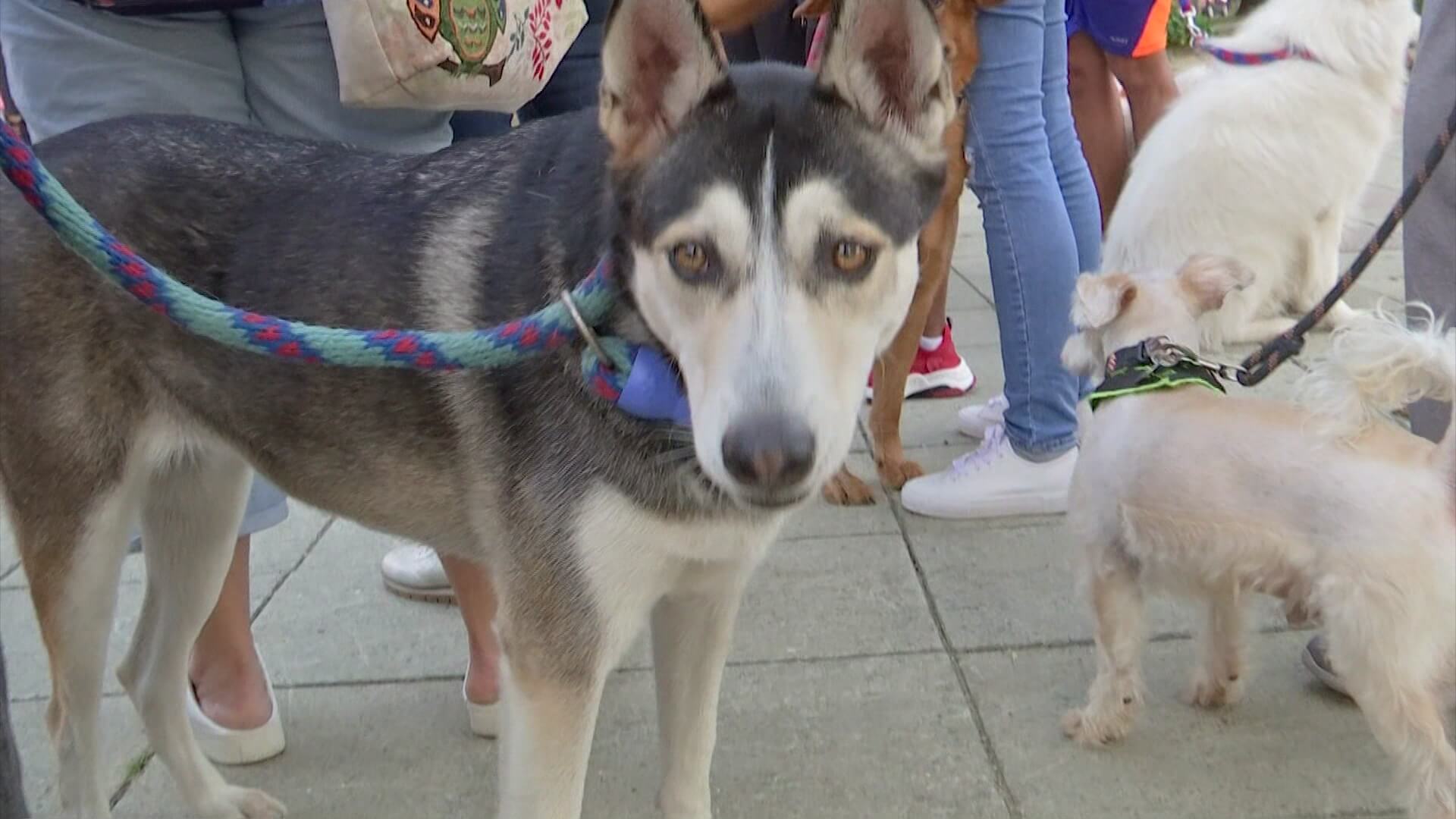 Nueva reglamentación para que mascotas salgan del país