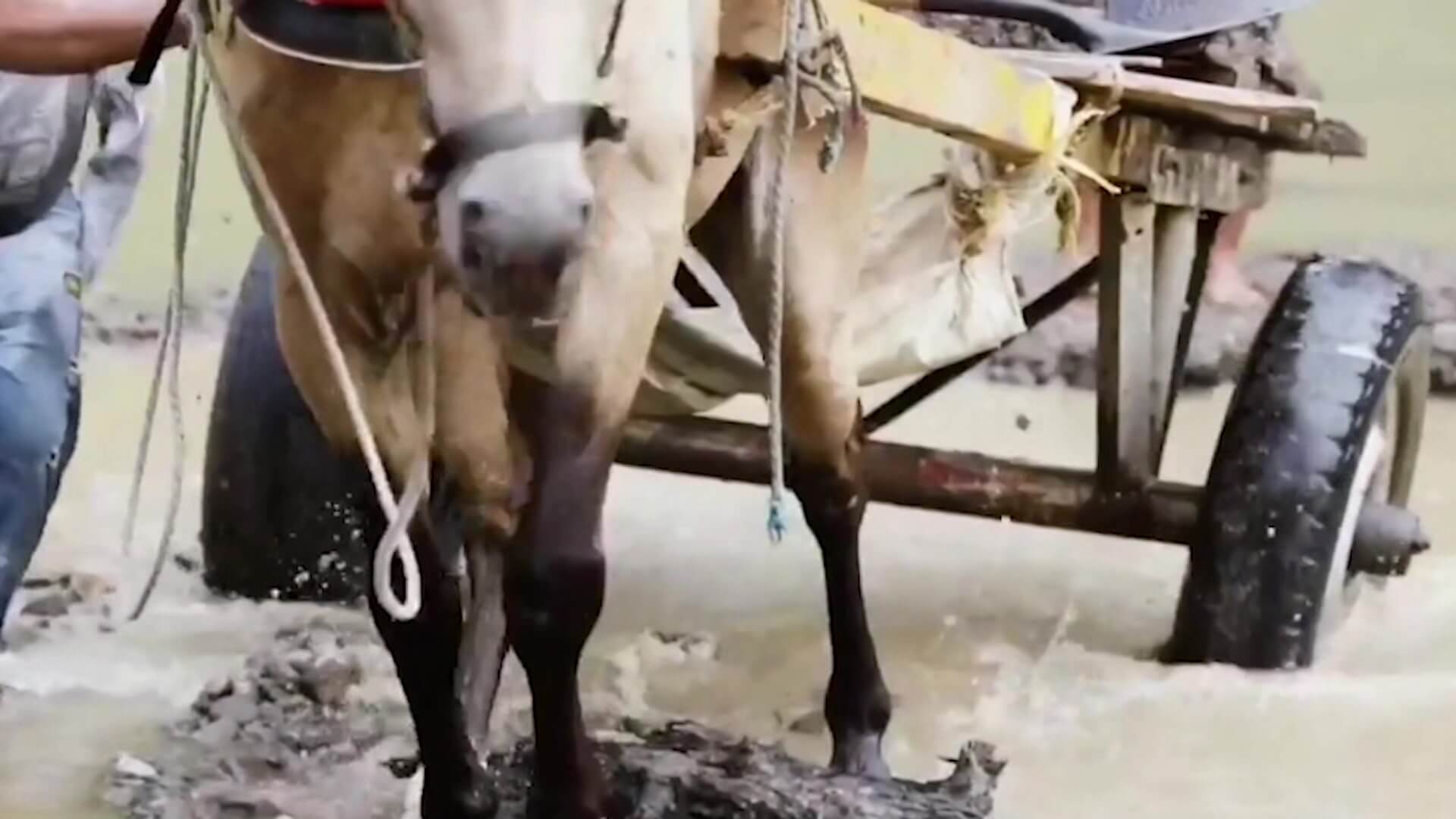 Perros y caballos, los más afectados por maltrato