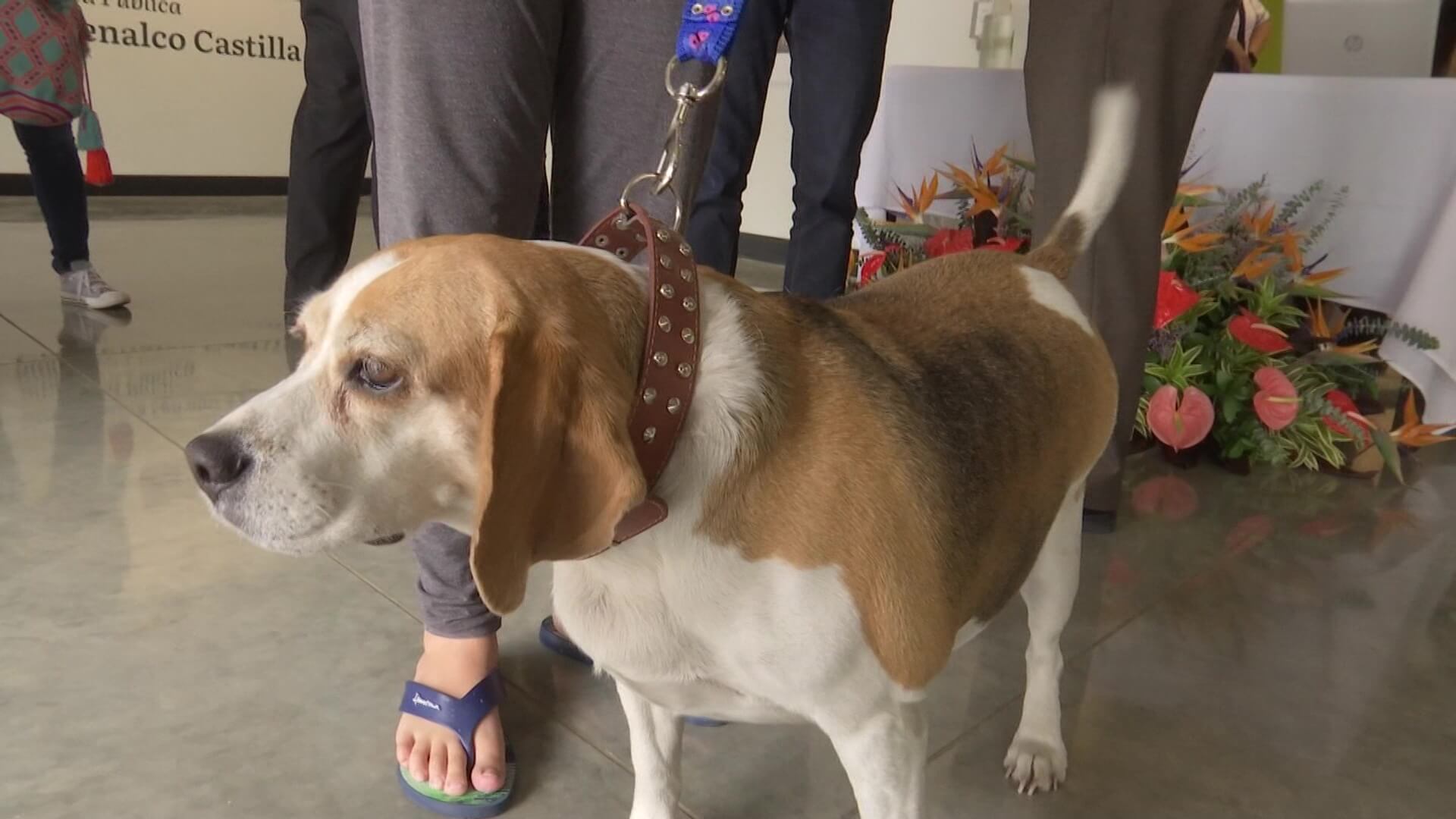 Reabierta biblioteca de Castilla, ahora admite mascotas