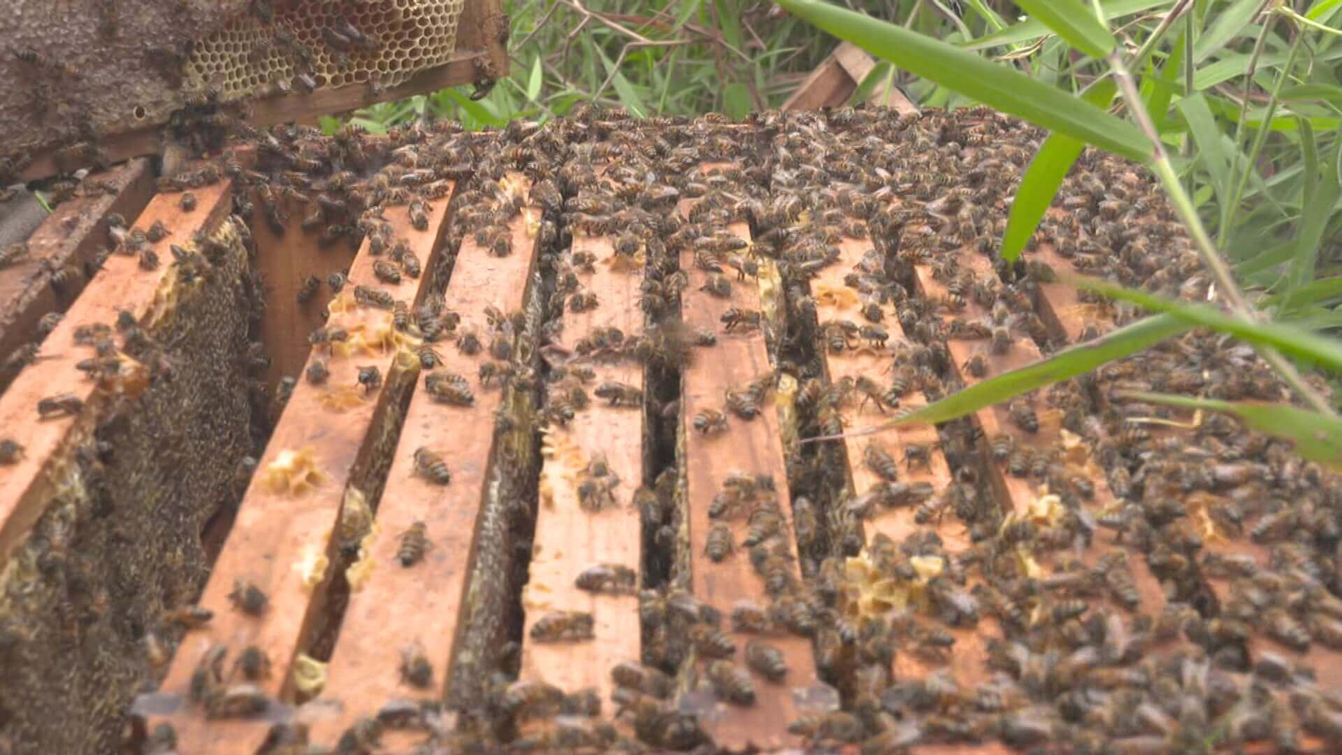 Rescatan abejas y avispas en el Cementerio Universal