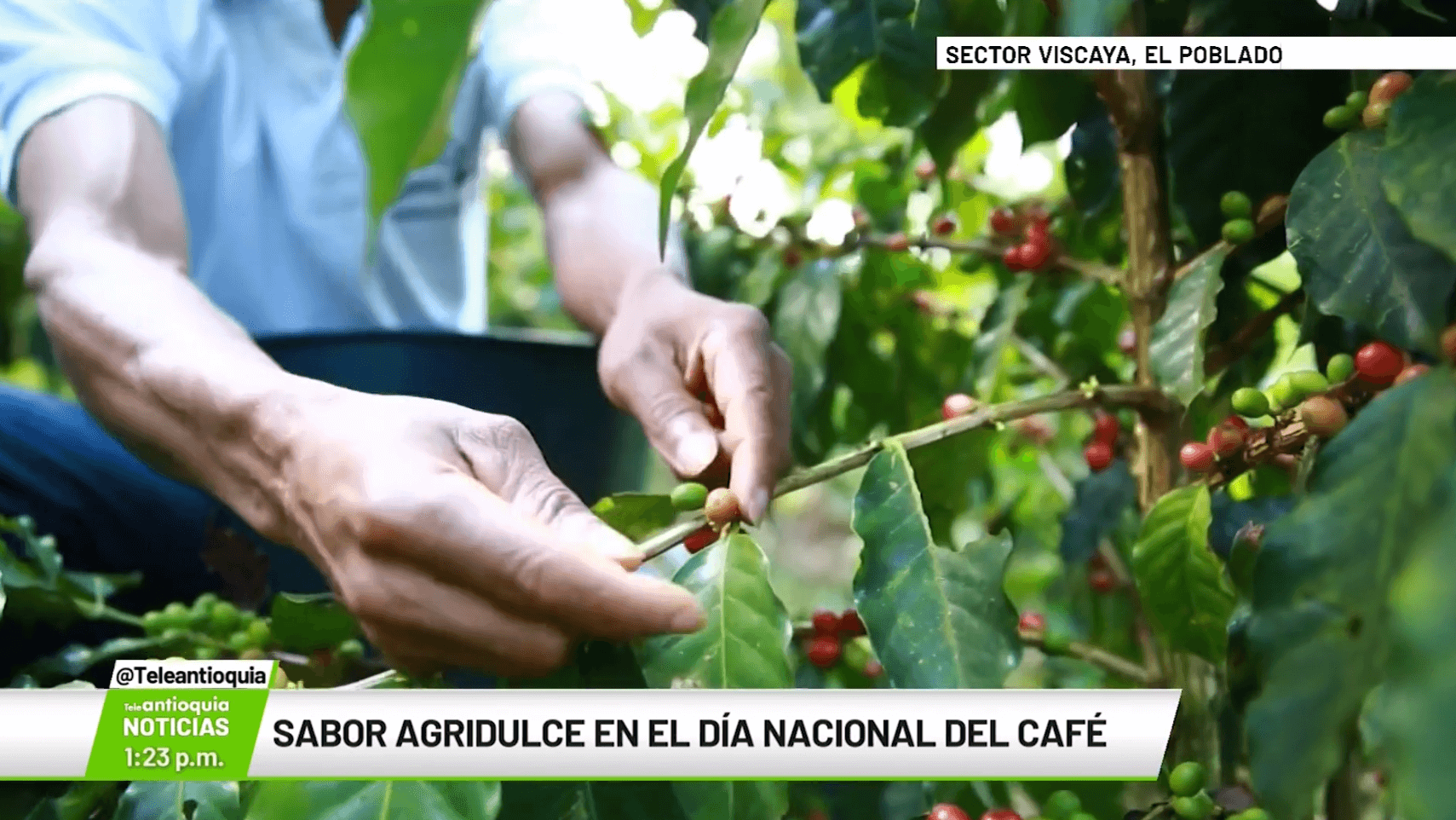 Sabor agridulce en el Día Nacional del Café