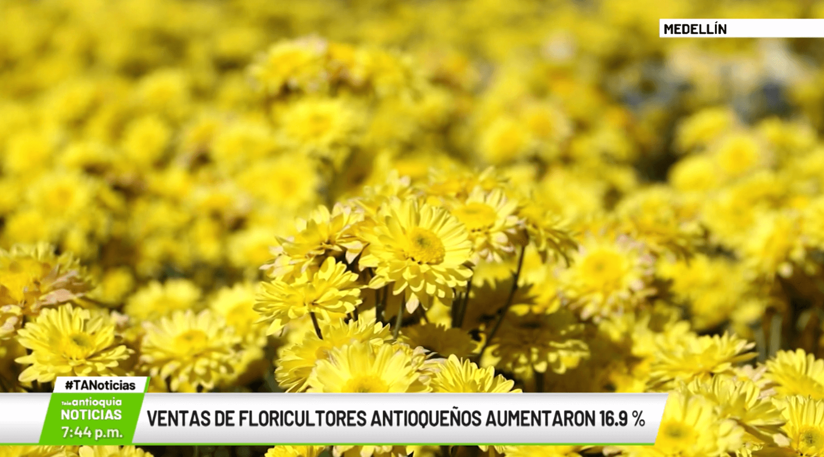 Ventas de floricultores antioqueños aumentaron 16.9 %